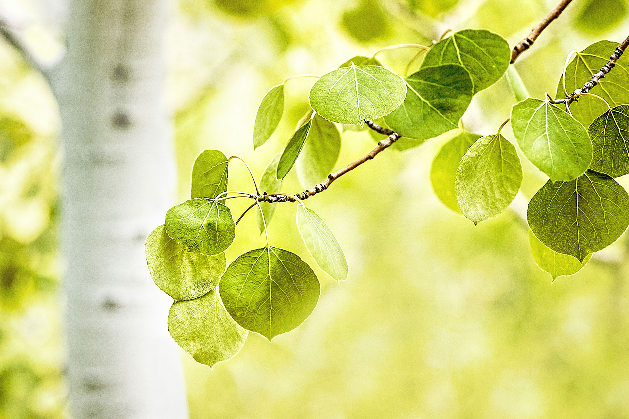 Aspen Tree Botanics