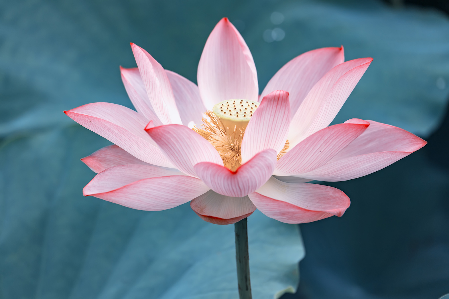 lotus