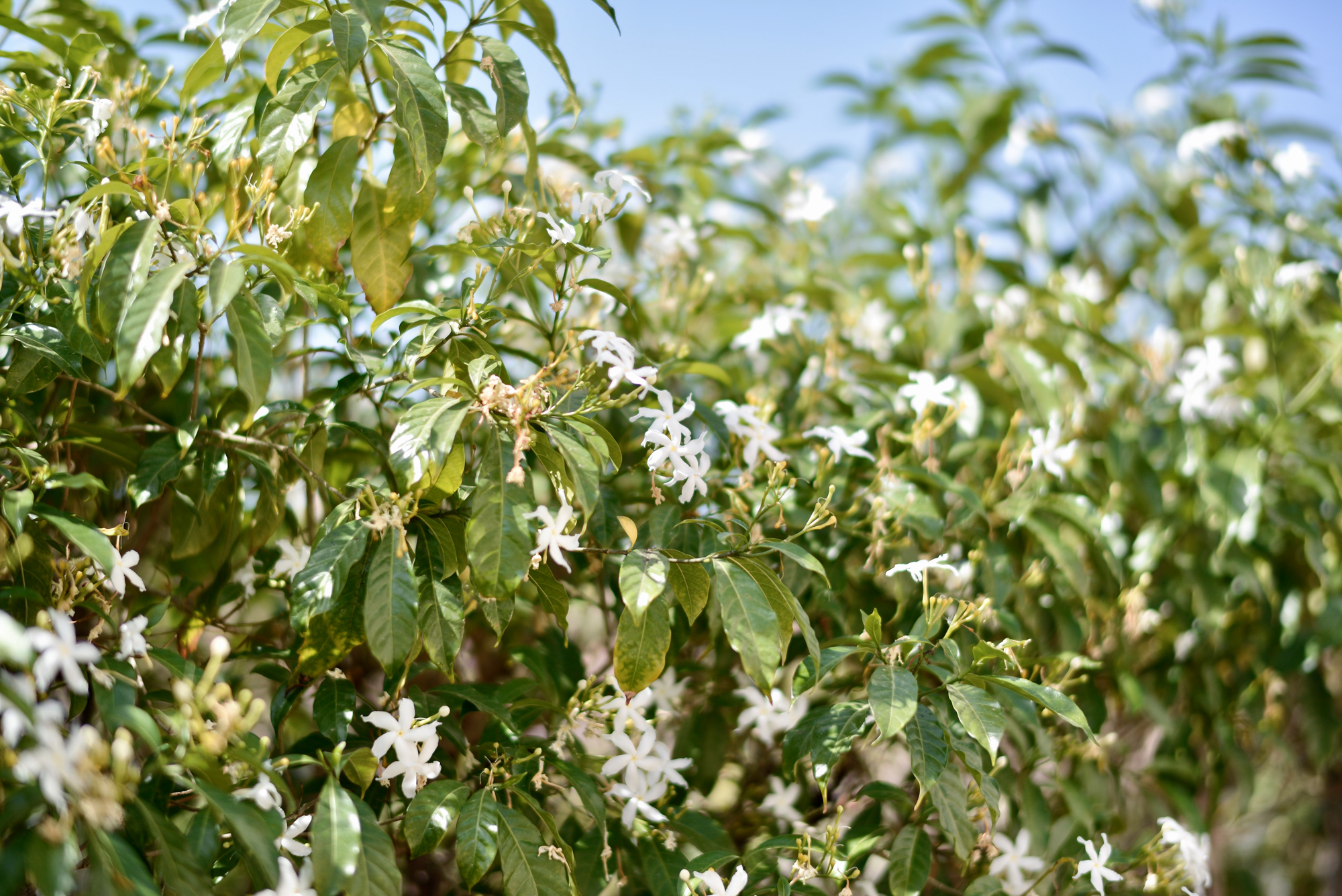 Amouage Voyage или путешествие в удивительный Оман. Часть 1. Ладан