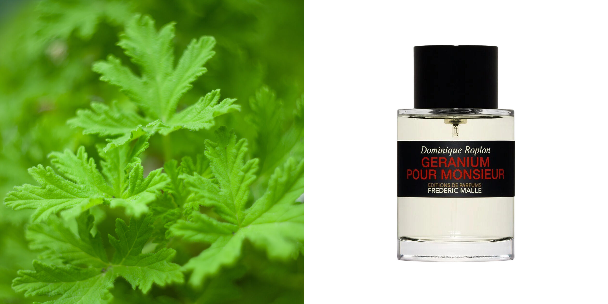 Géranium Pour Monsieur Frédéric Malle for women and men