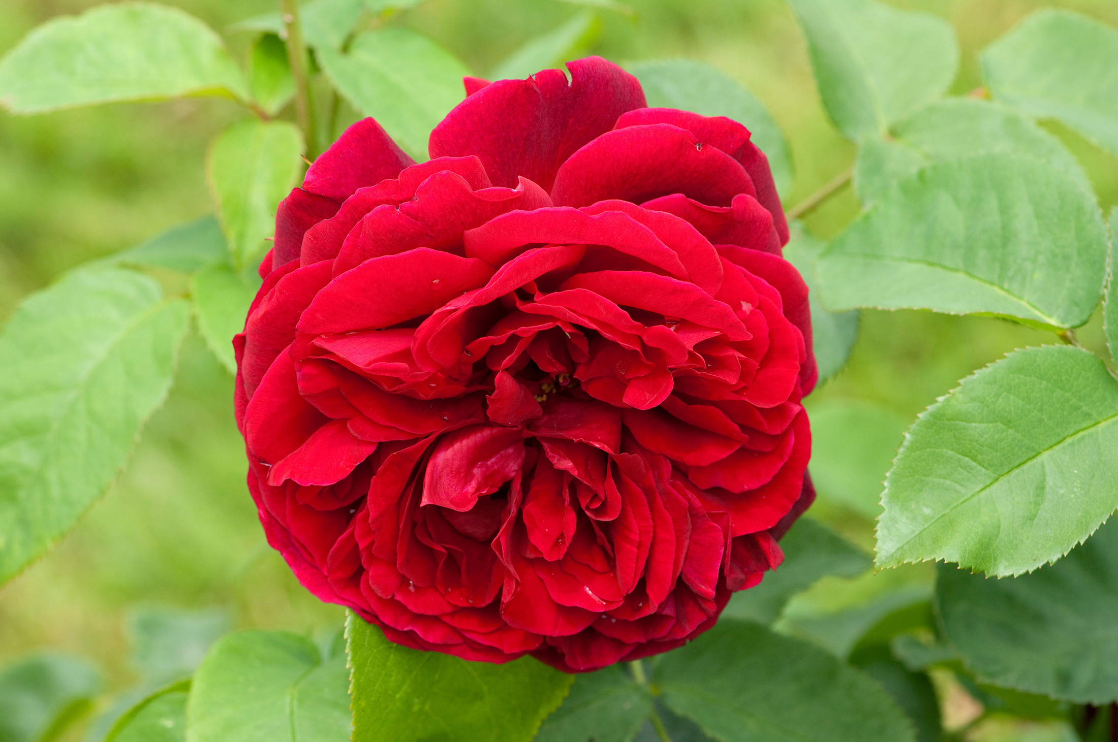 Different Roses: Gallic, York, Damask, Centifolia... ~ Home Fragrances