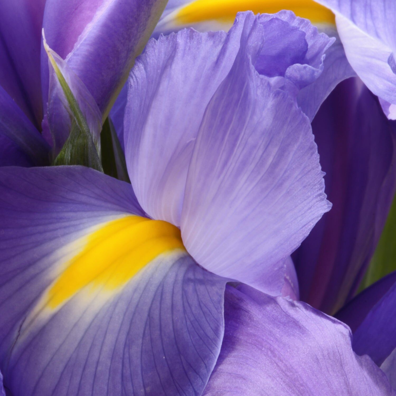 Iris flower