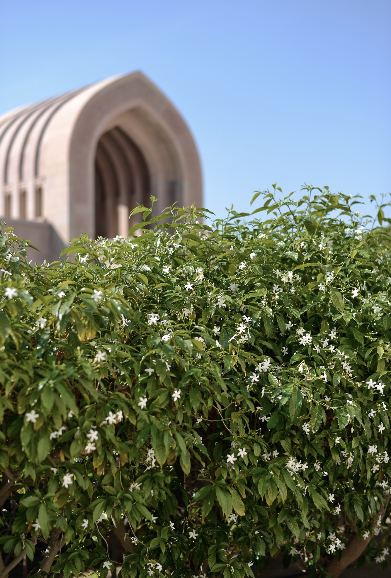Scented Journey by Omanluxury to the Land of Fragrances