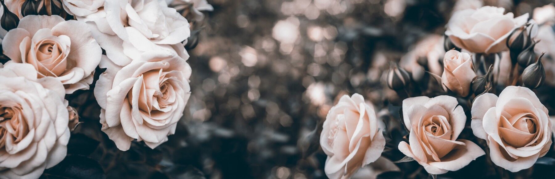 Sepia toned rose flowers