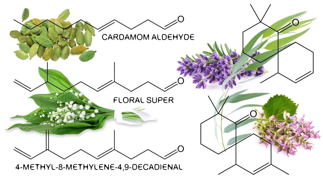 Cardamom: The Queen of Spices ~ Raw Materials