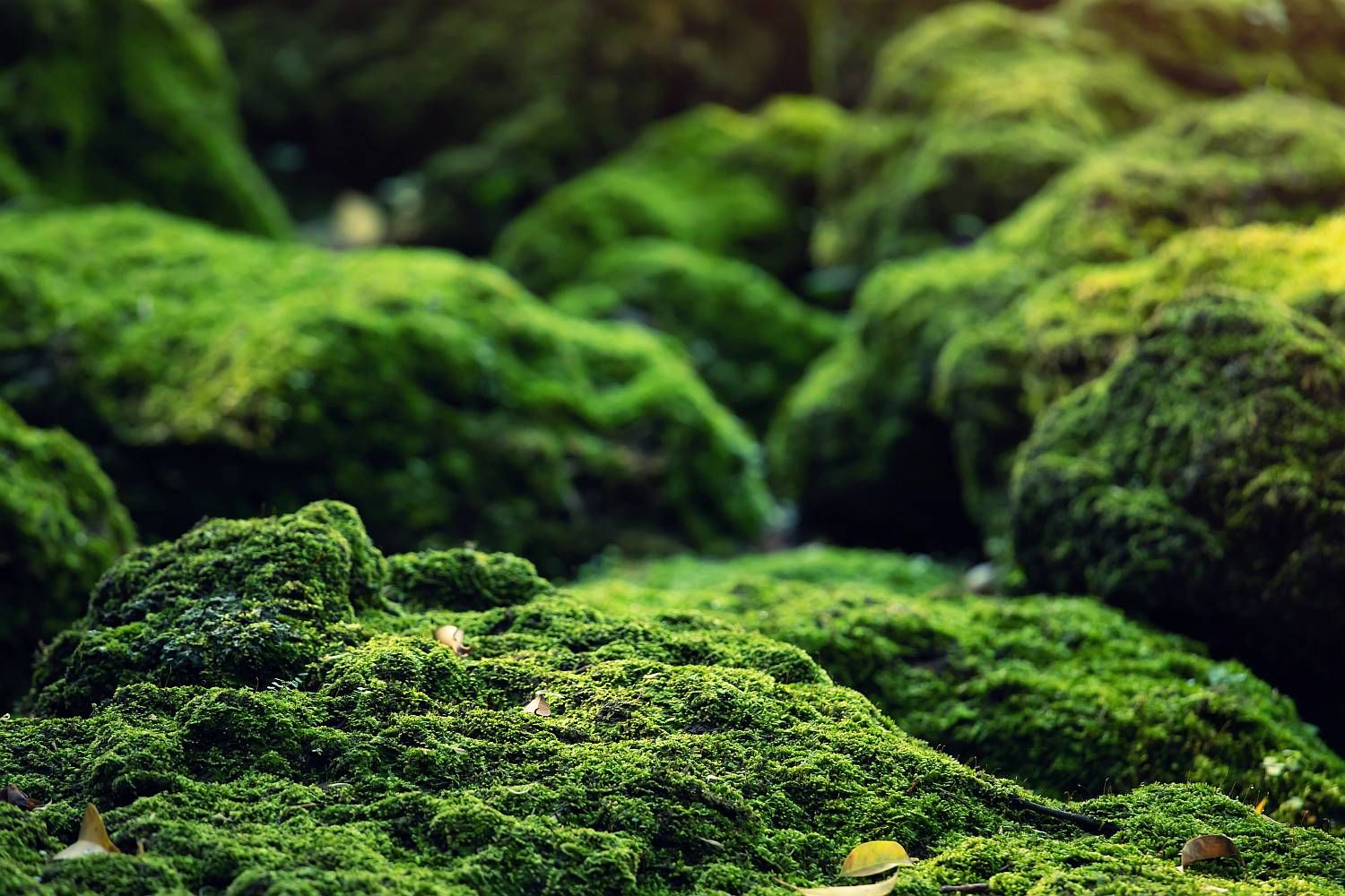 green moss