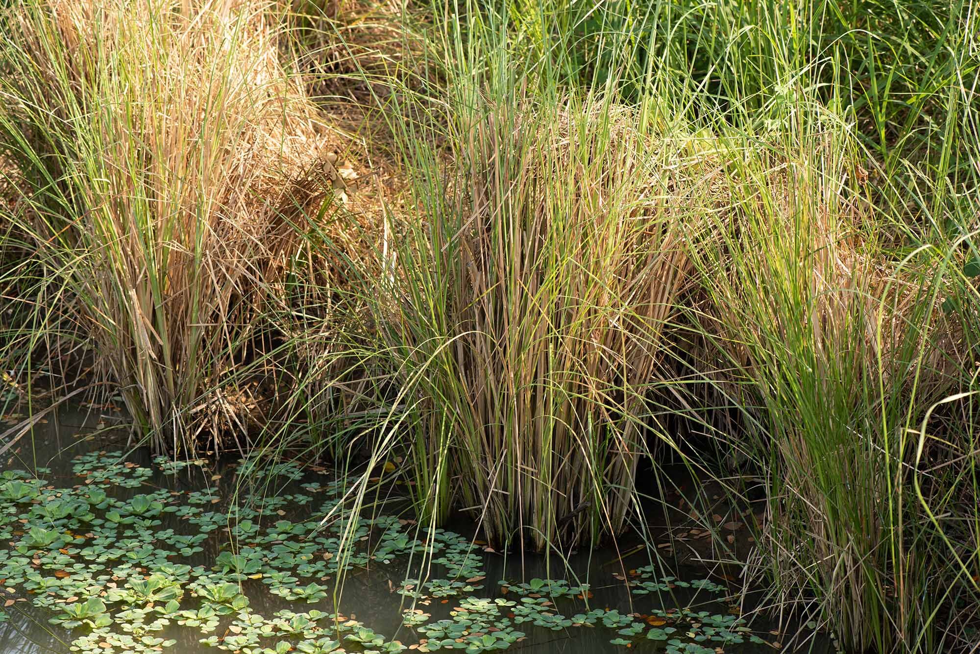 Vetiver leaves.
