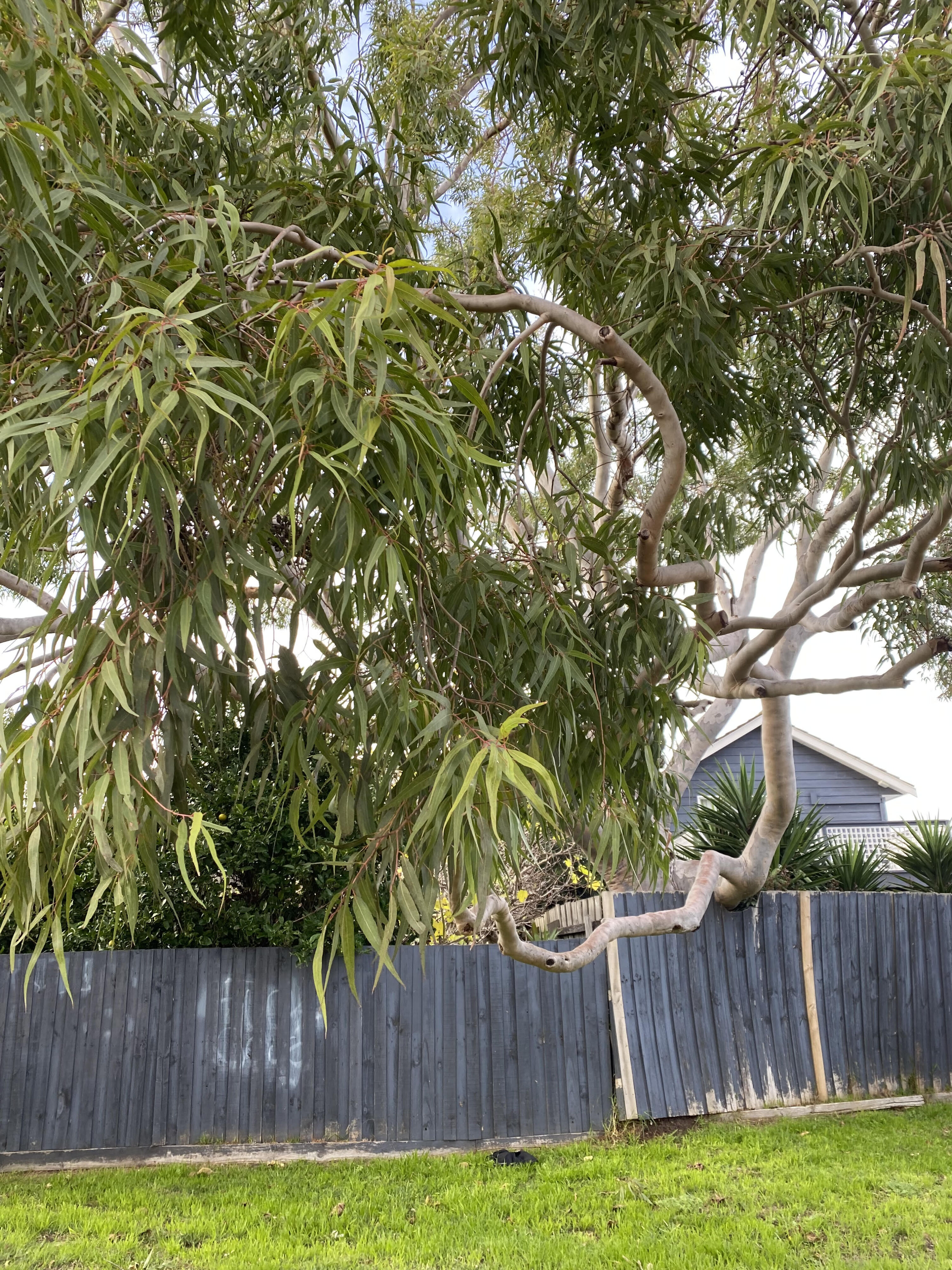 Eucalyptus tree poking out from someone's backyard into a local park