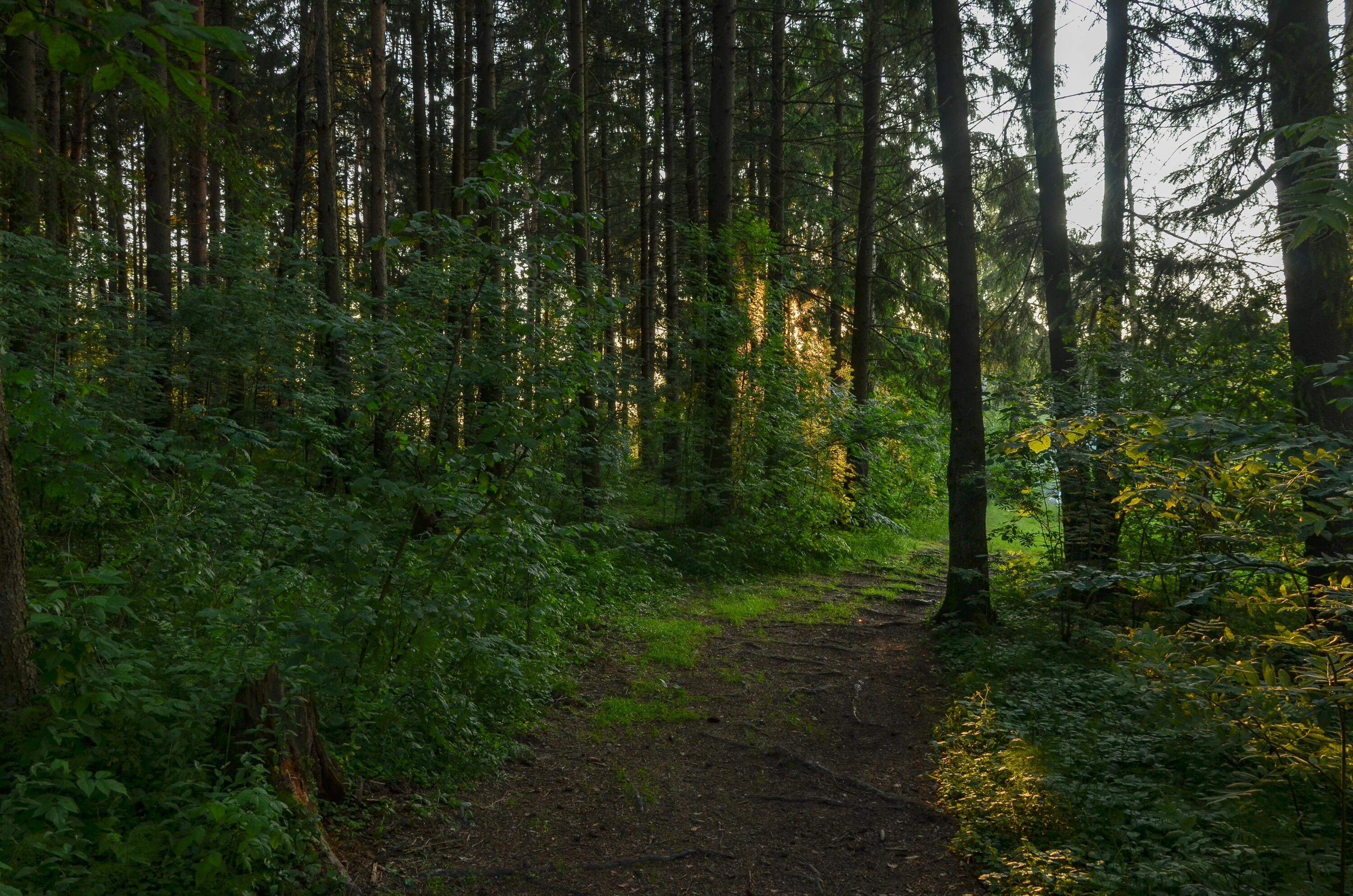 Selenion Pola: 月光のシプレ