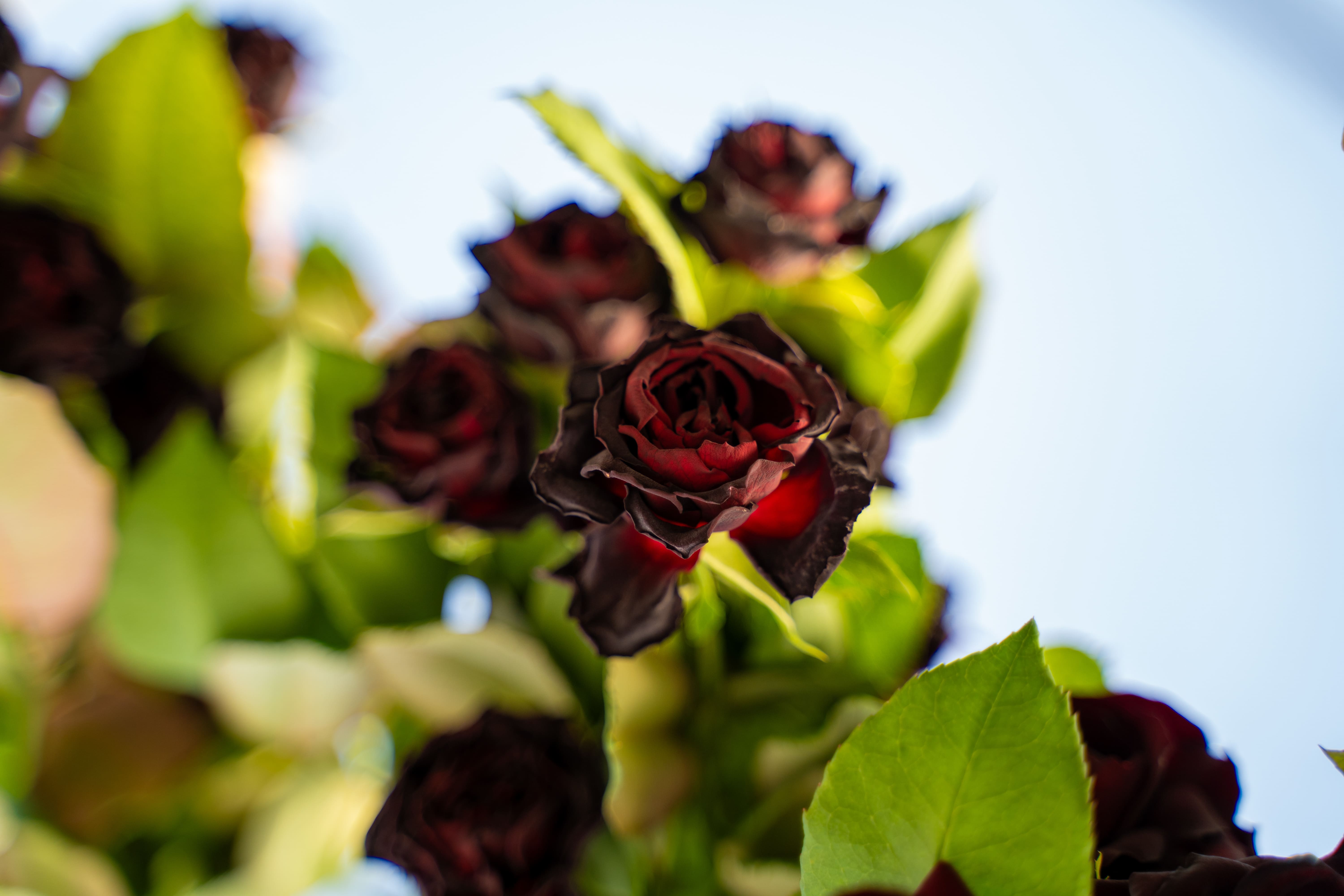Halfeti roses