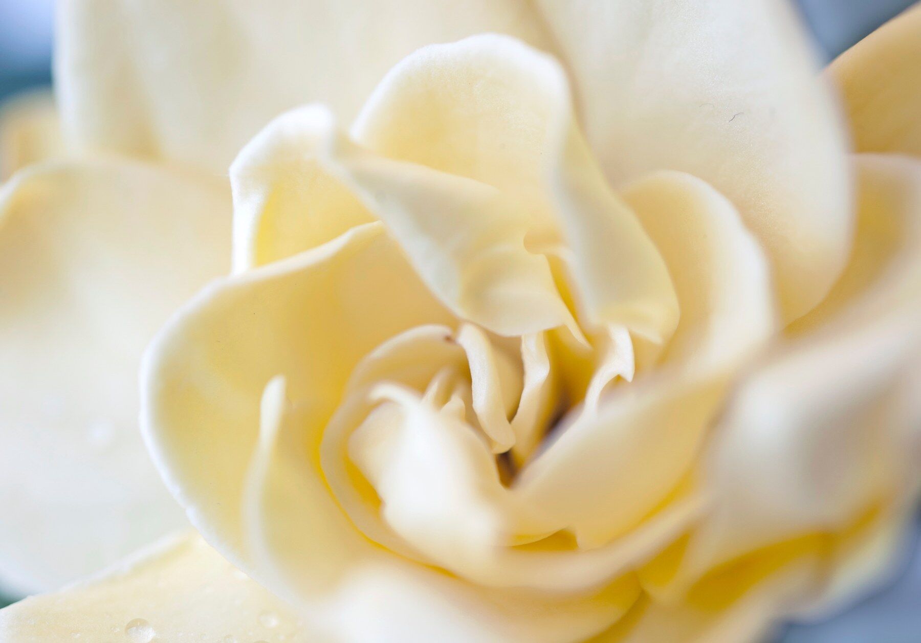 A gardenia flower in close up
