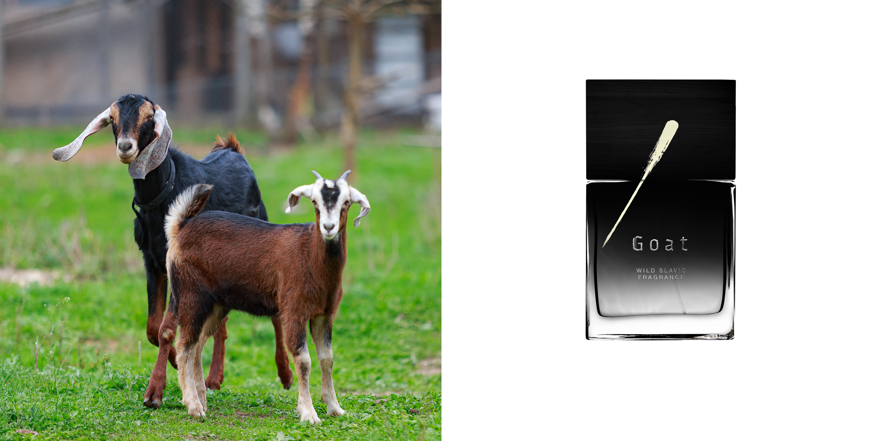 Goat, Wolf Brothers