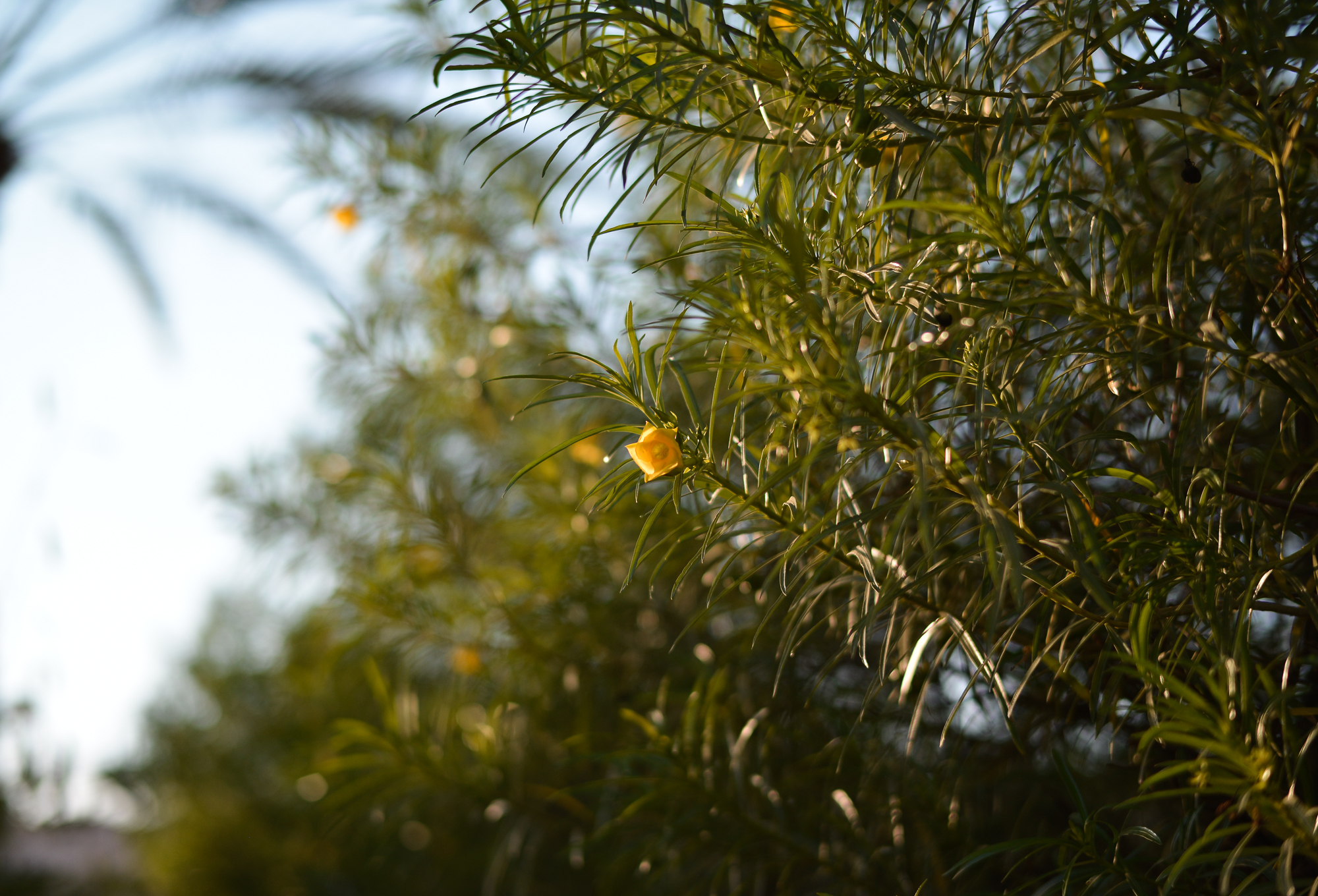 Scented Journey by Omanluxury to the Land of Fragrances