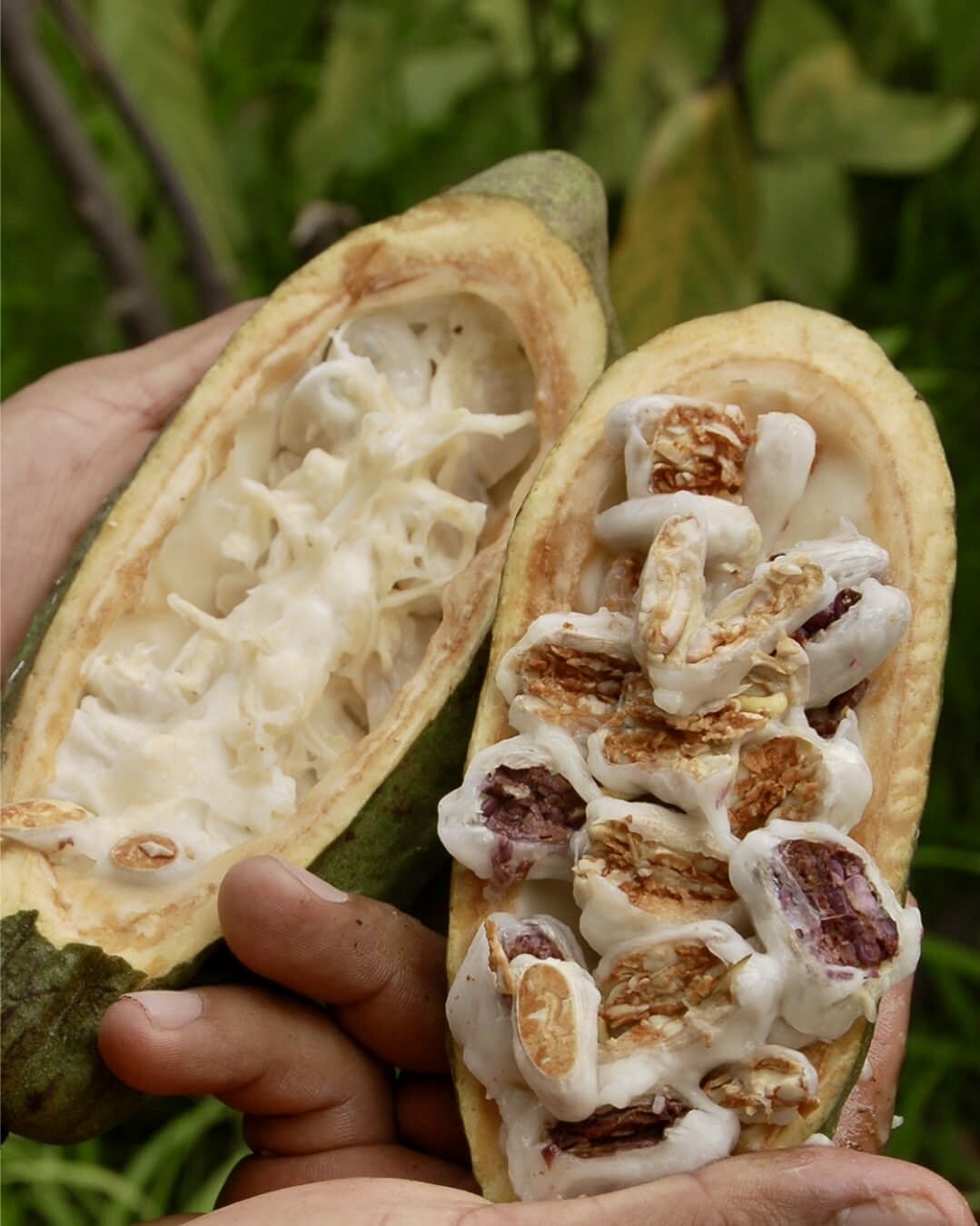 Cacao
