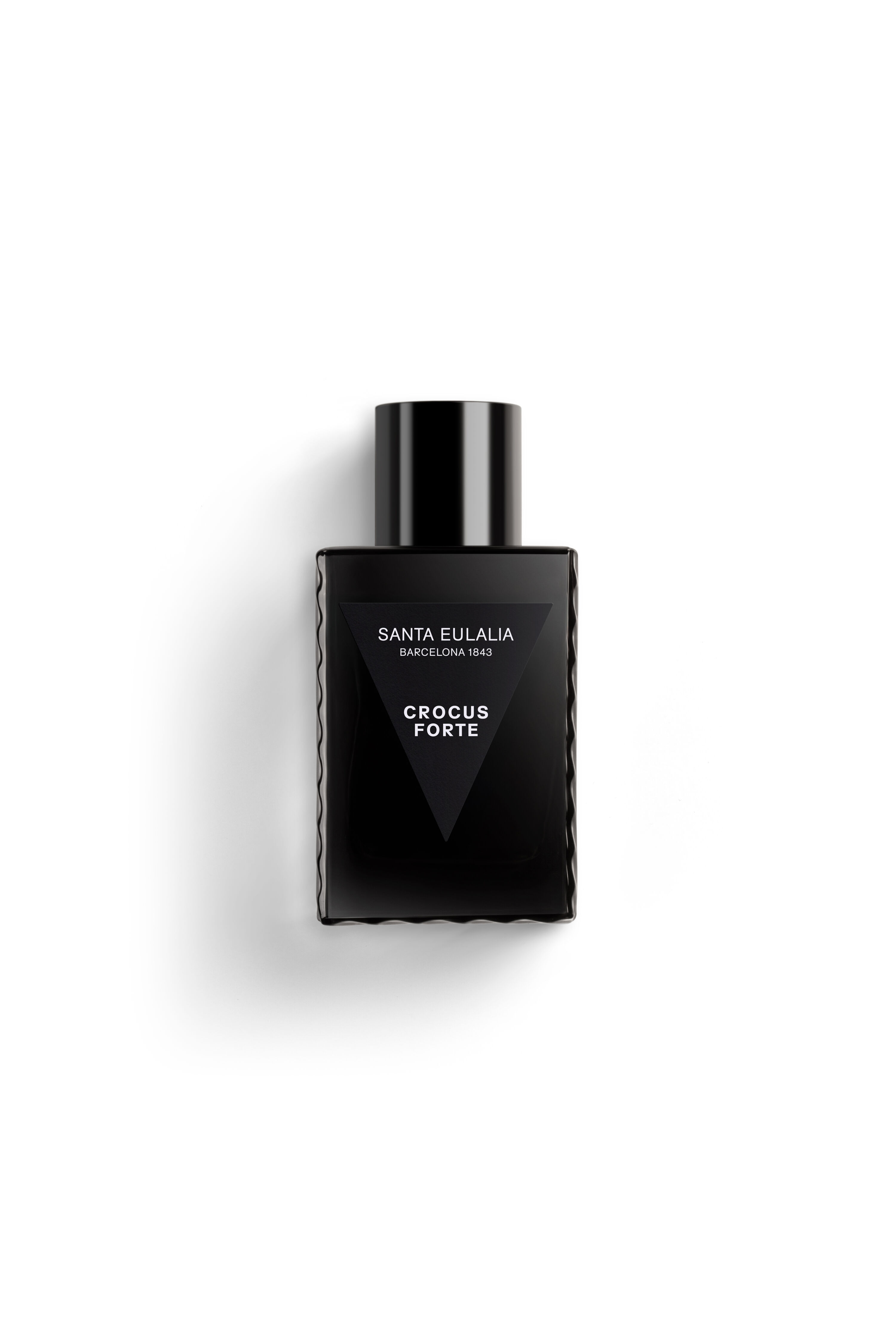 Crocus Forte na bílém pozadí