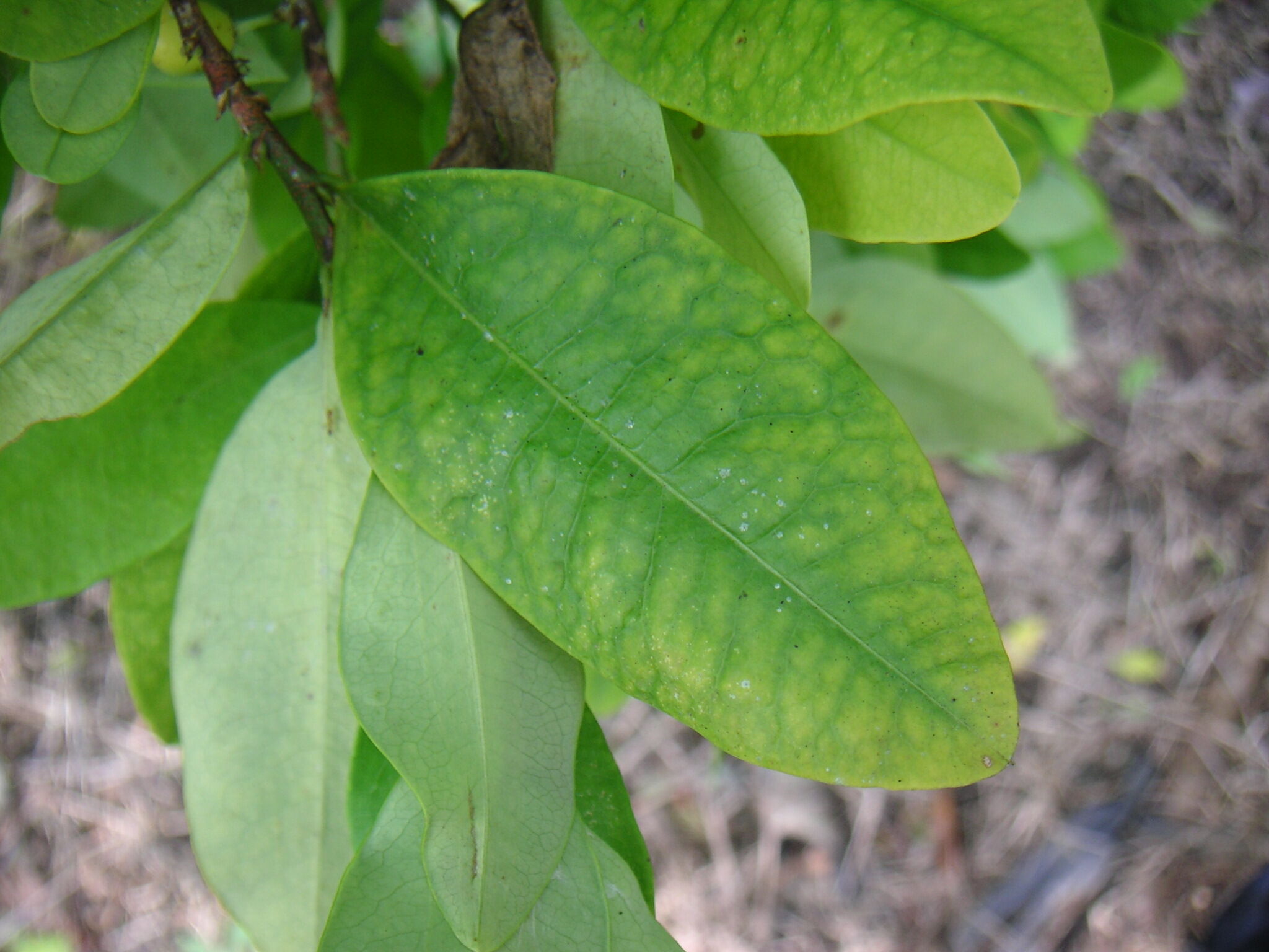 wild coca leaves
