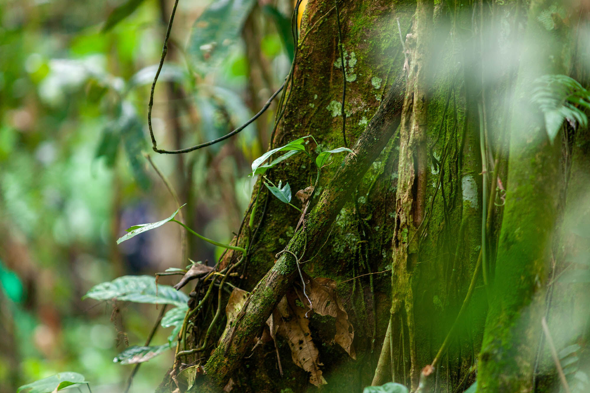 Ayahuasca vine growing in South America.
