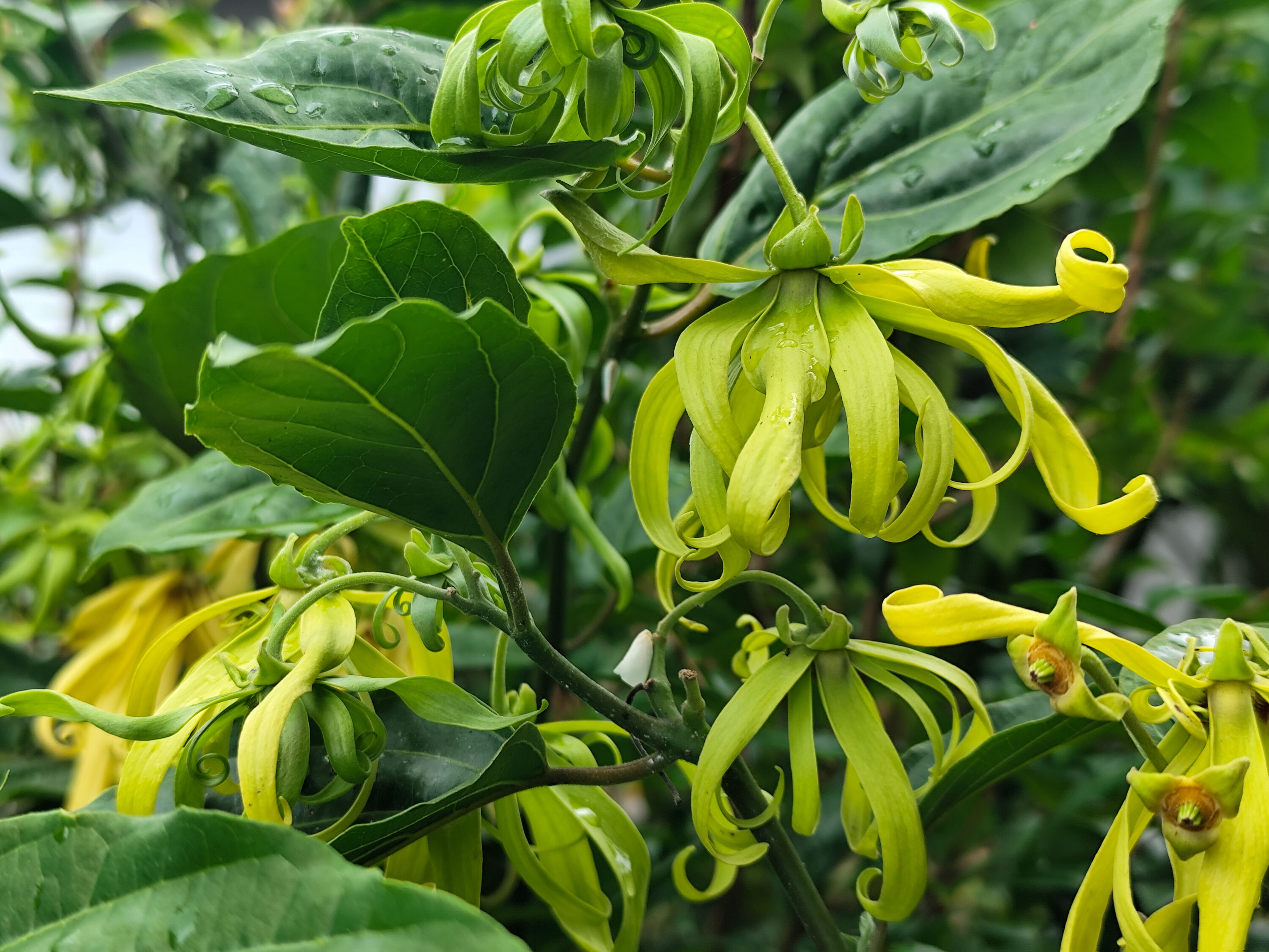 Yalangoch shabnami surayyo seks foto