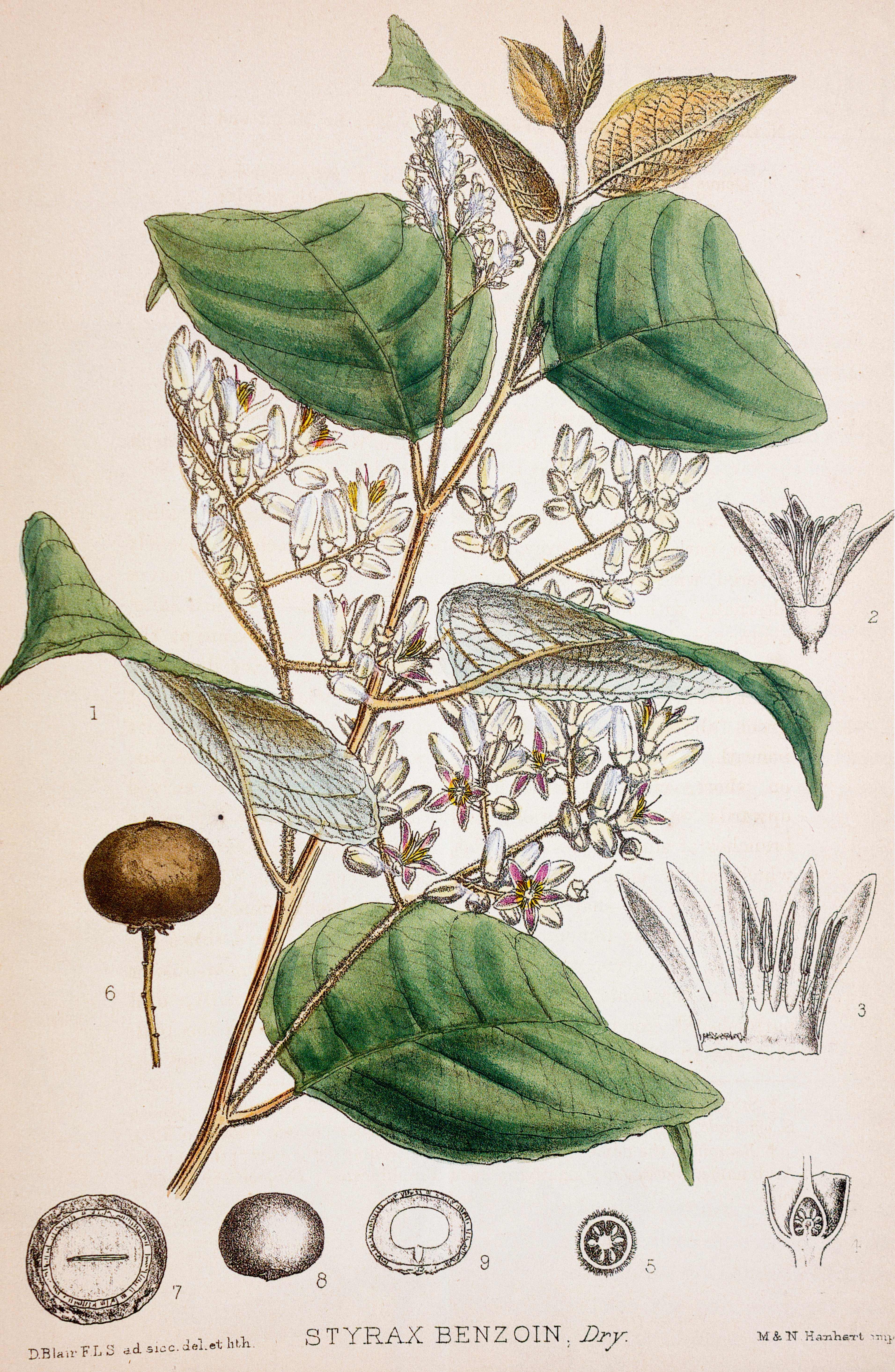 styrax benzoin botany illustration