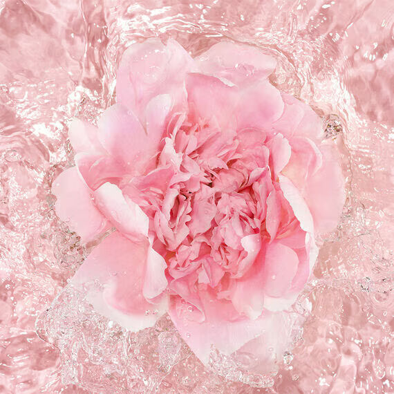 rose and rosewater