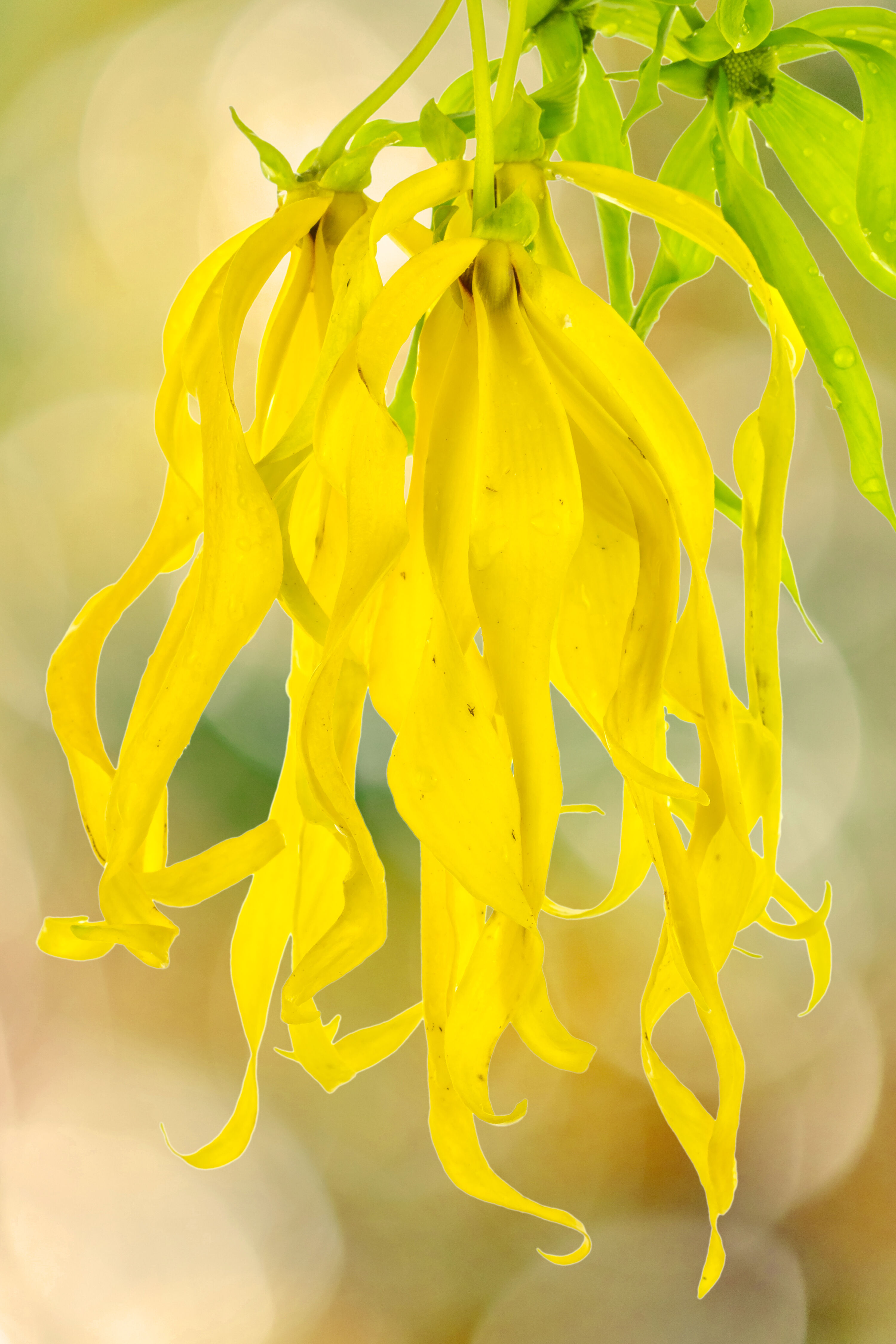 ylang flower hanging down 