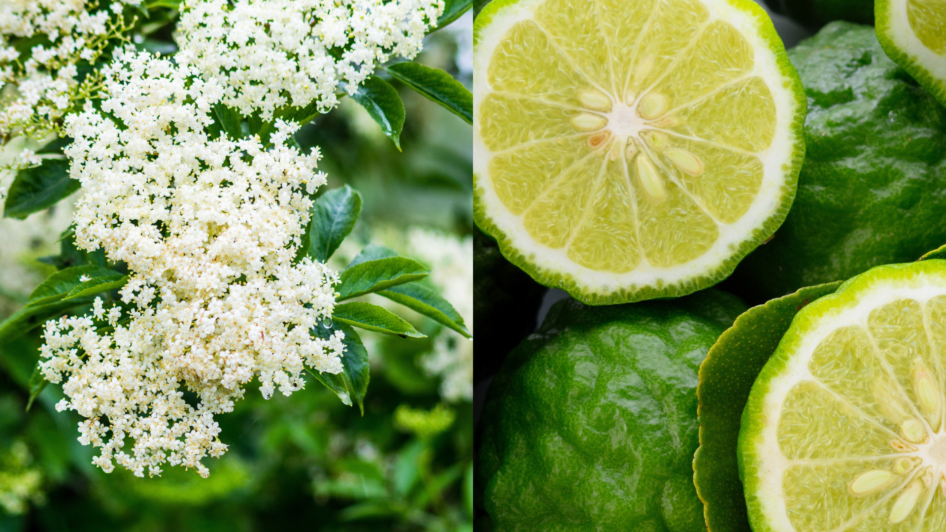 エルダーフラワーとベルガモット