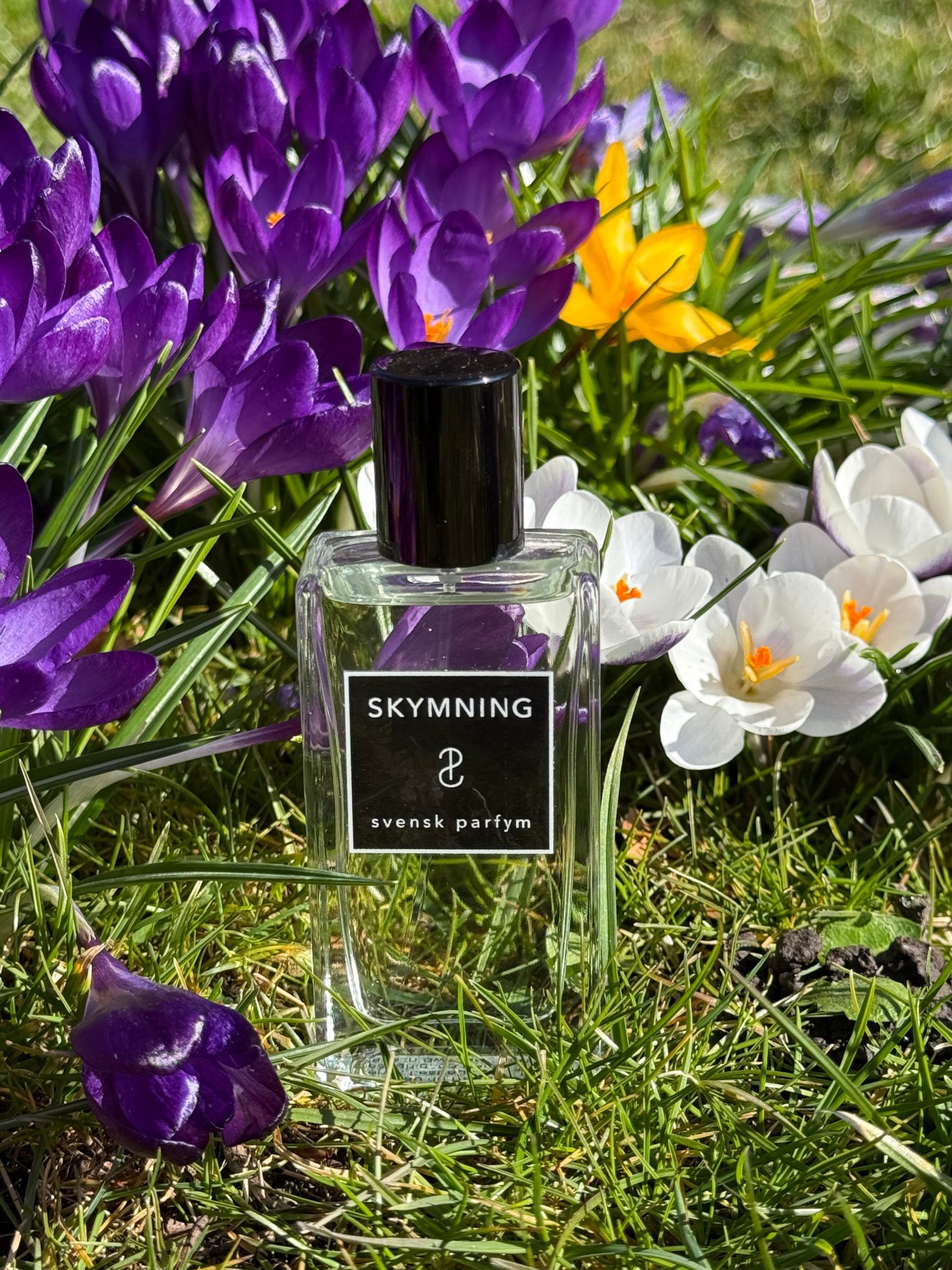Symning set amongst purple and white crocuses