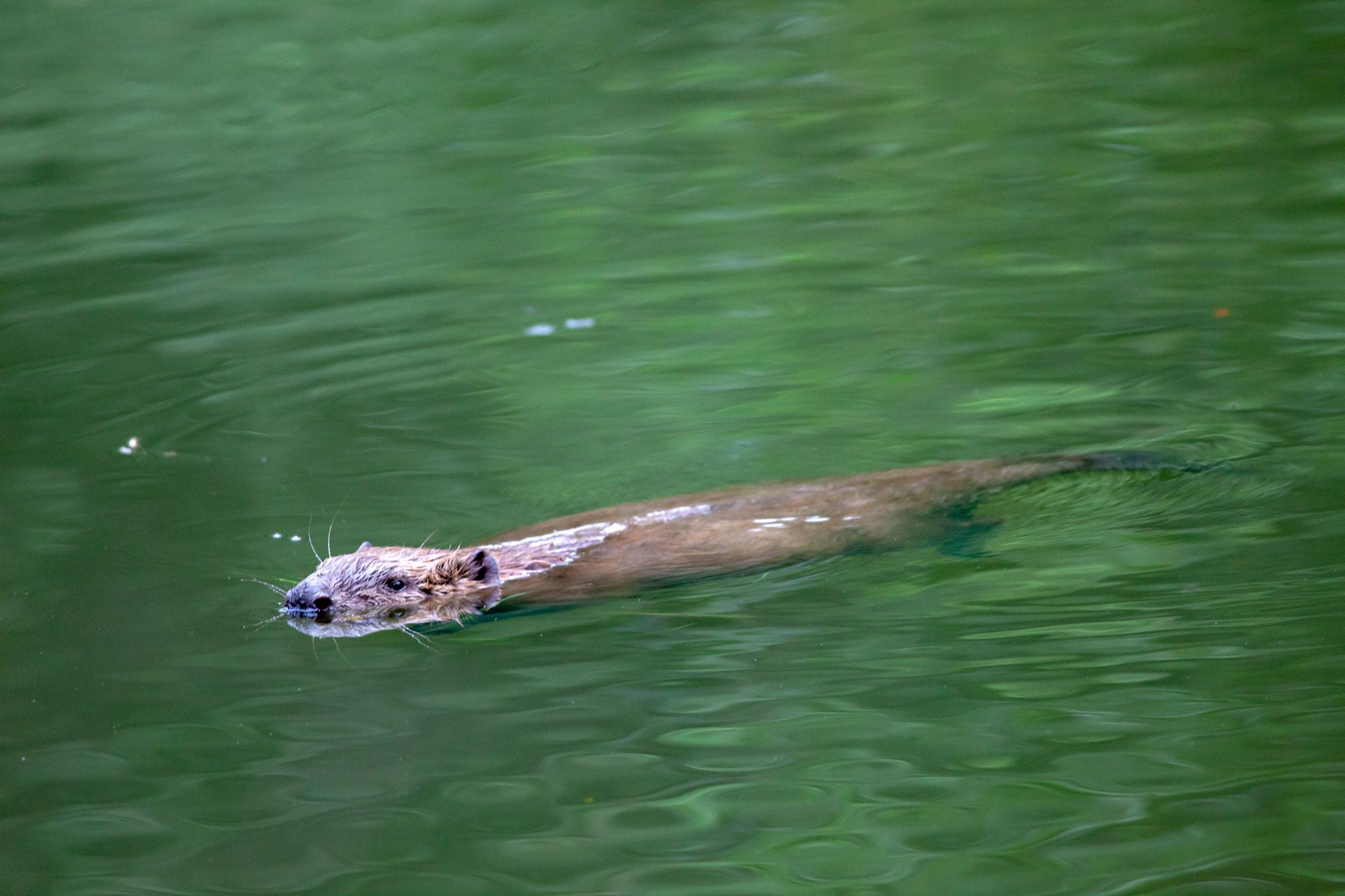 Beaver in the water, origin of castoreum.