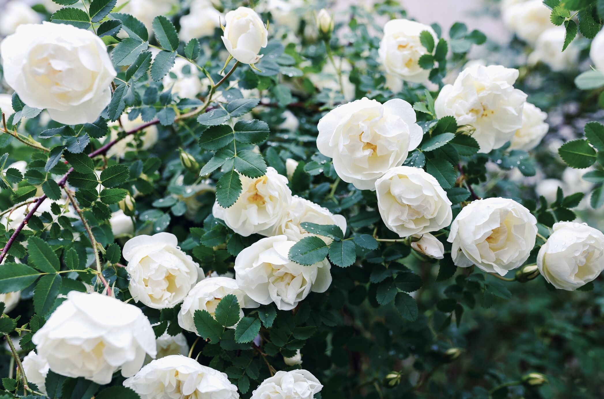 Rose Extatique от Reine de Saba: роза как медитация