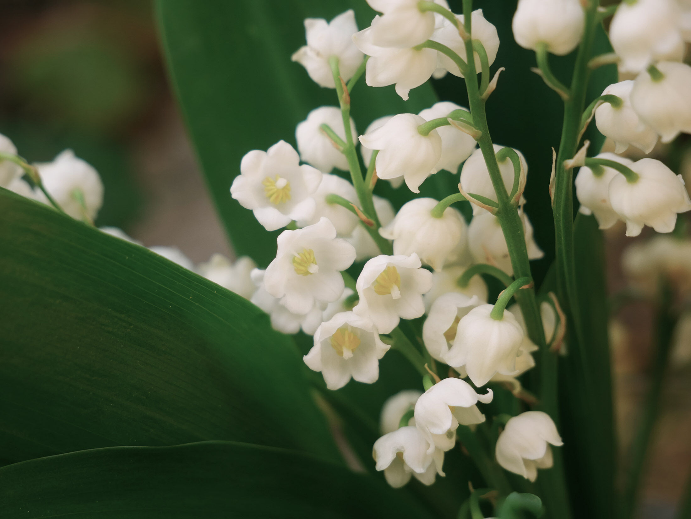 lily of the valley