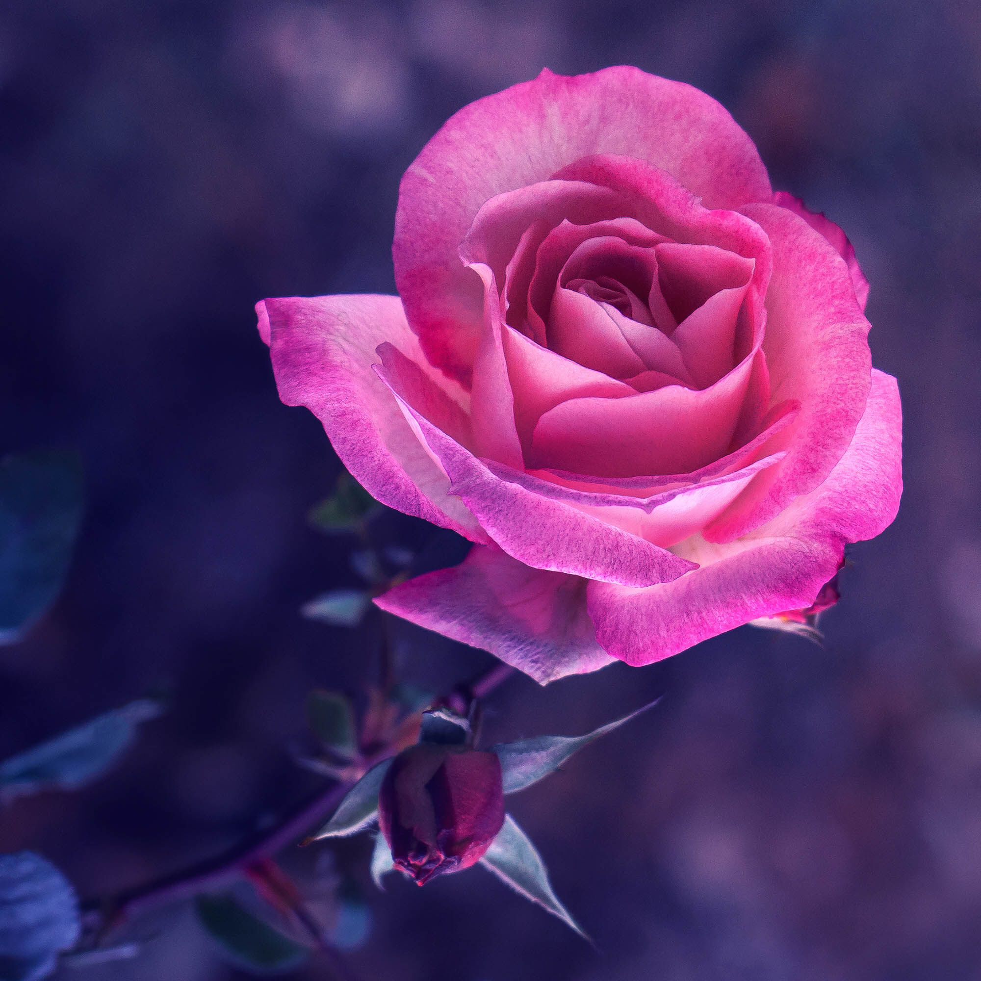 Pink rose in a garden.