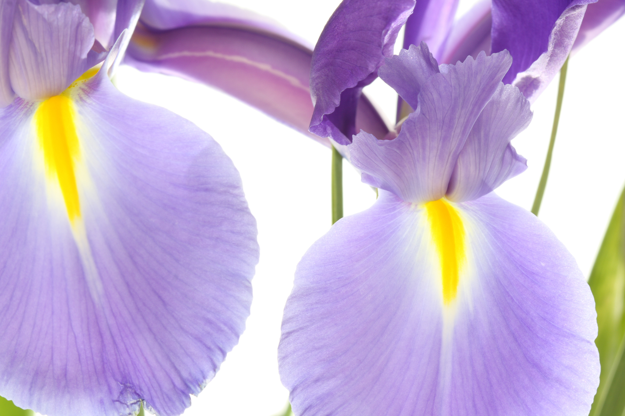 Iris Medicis Intense by Nicolai Parfumeur Createur ~ New