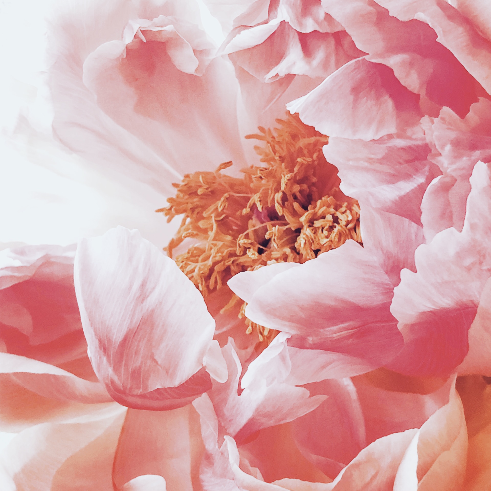 Blossom Love от Amouage: пахнуть мылом