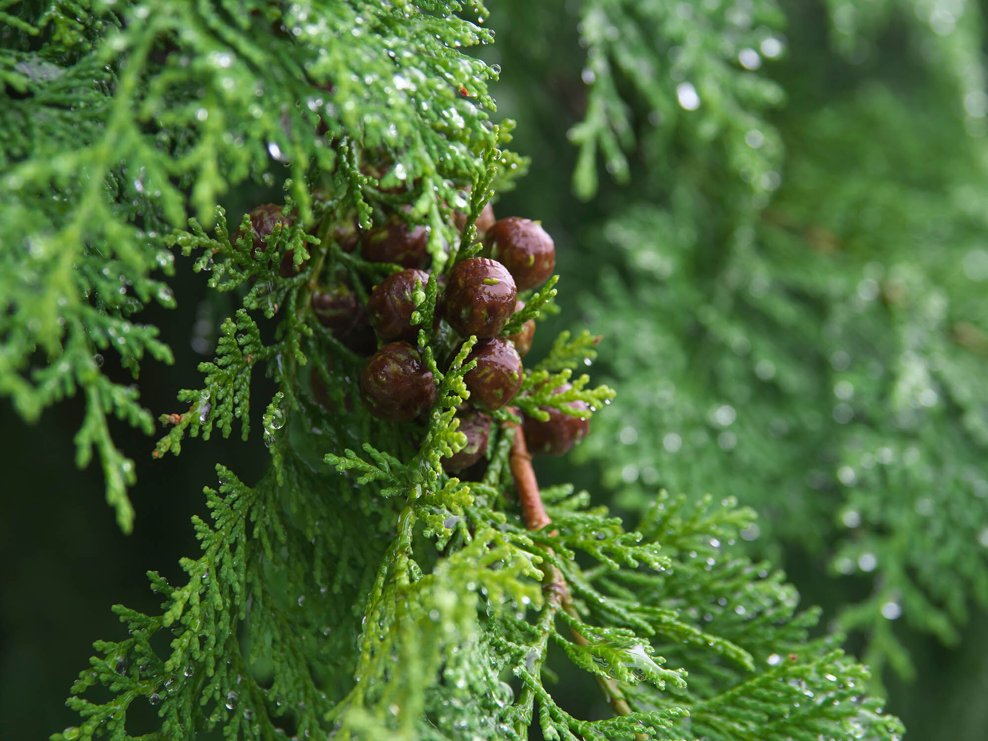 Hinoki wood or Japanese cypress.
