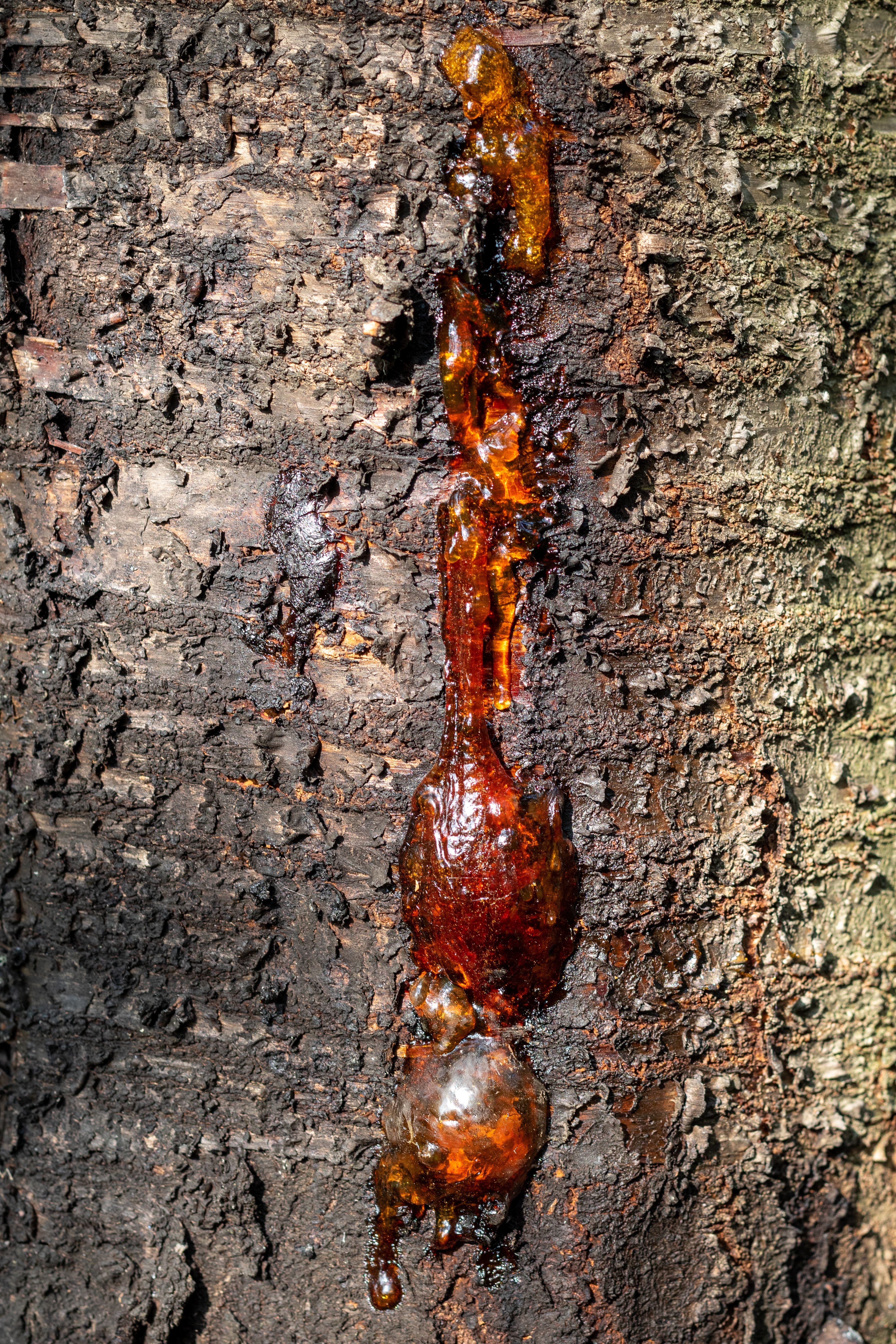 resin balsam oozing from tree bark 