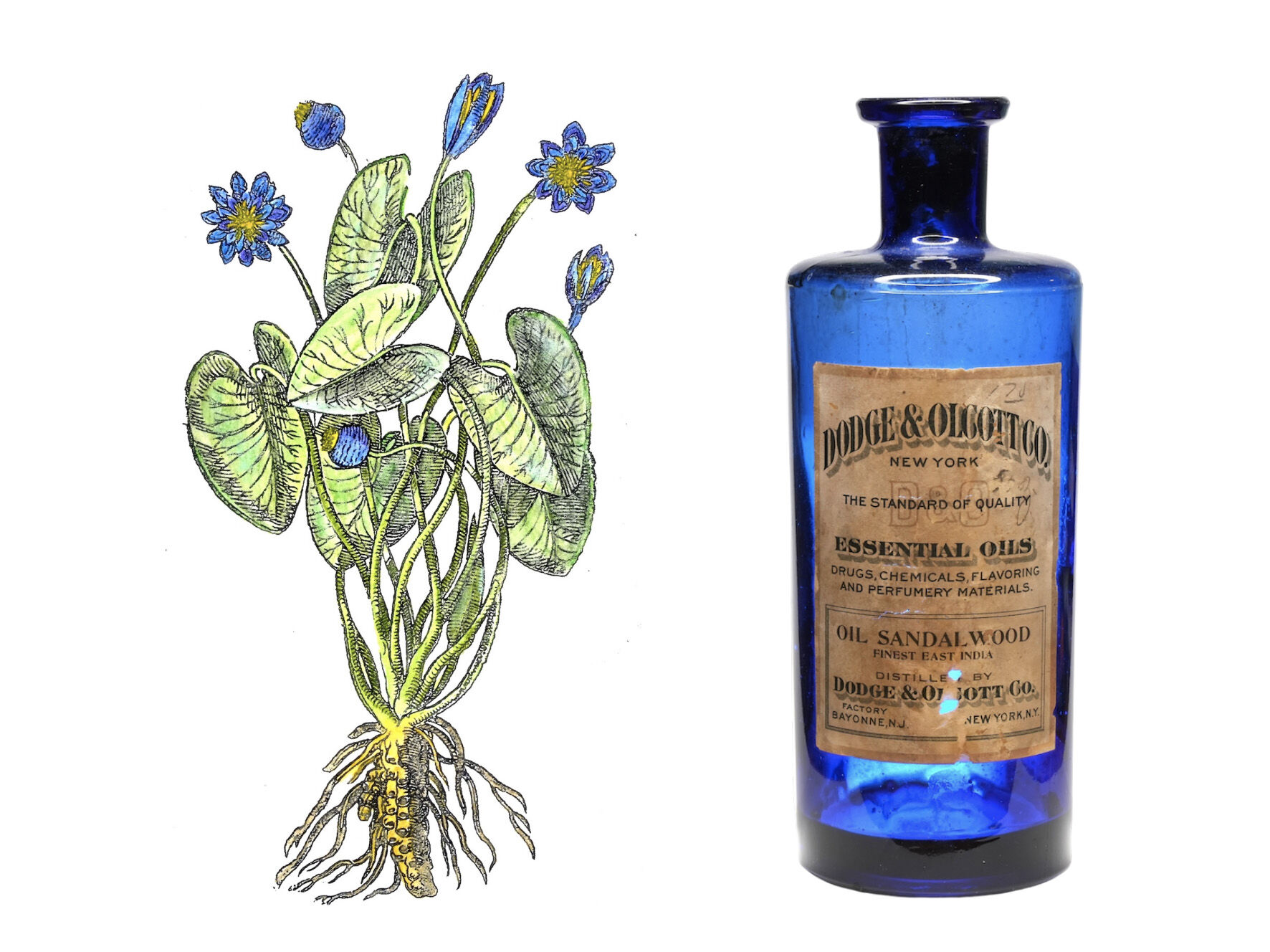 A drawing of a blue lotus plant next to an antique bottle of sandalwood oil.