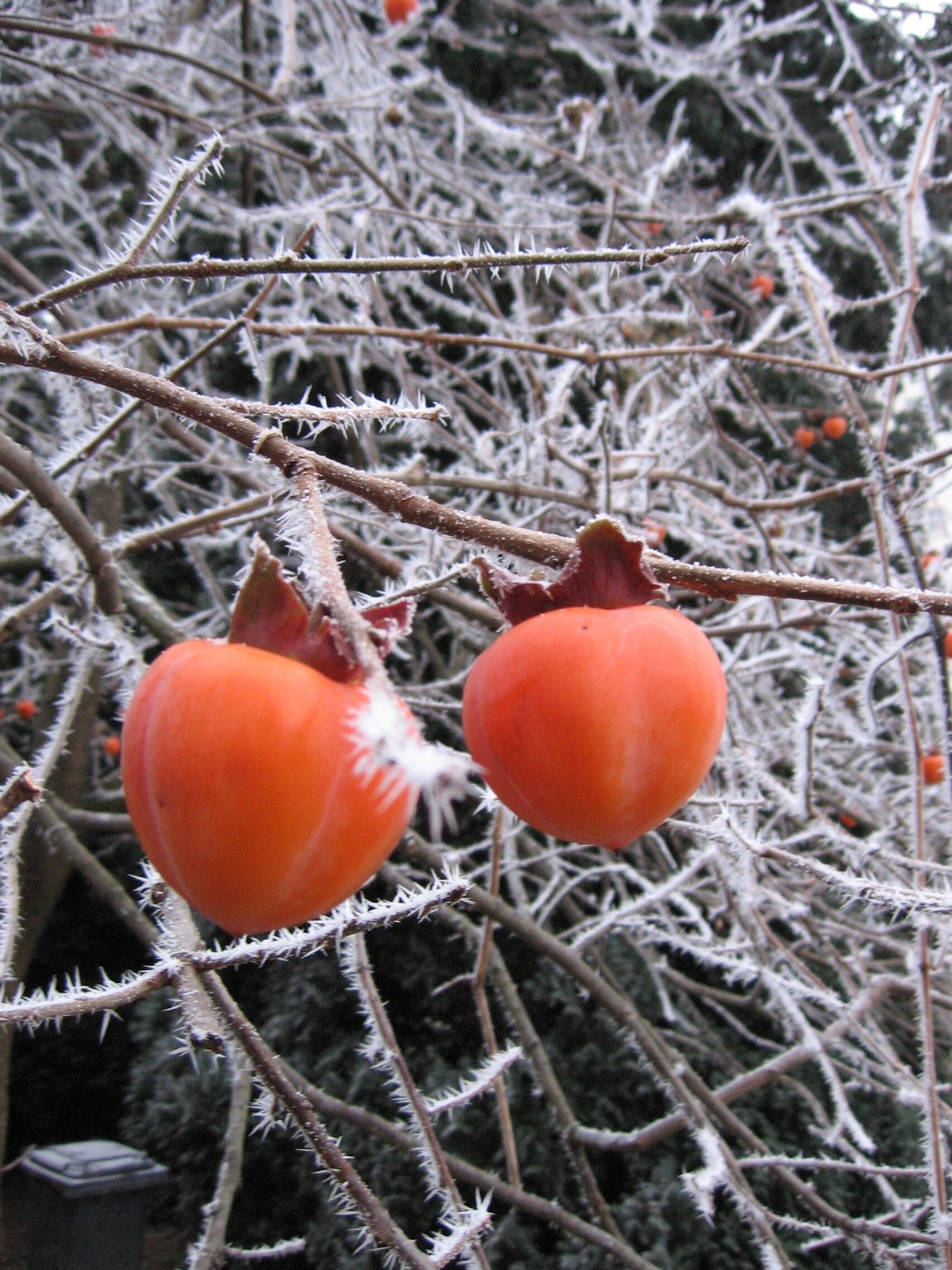 Persimmon