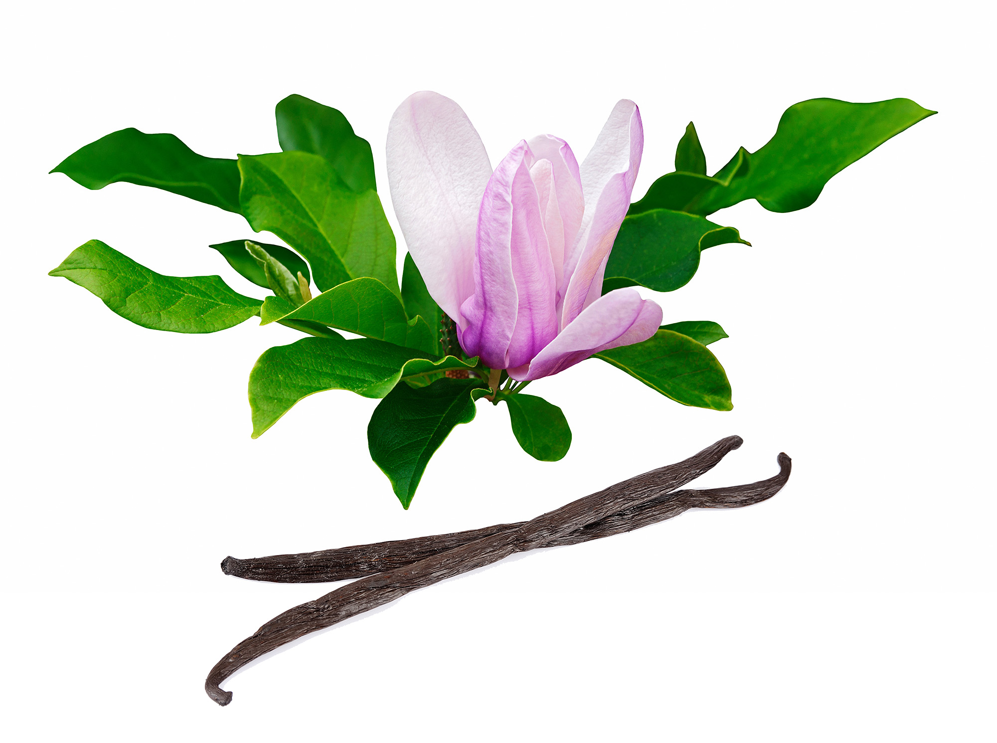 Chinese magnolia flower blossom and vanilla pods.