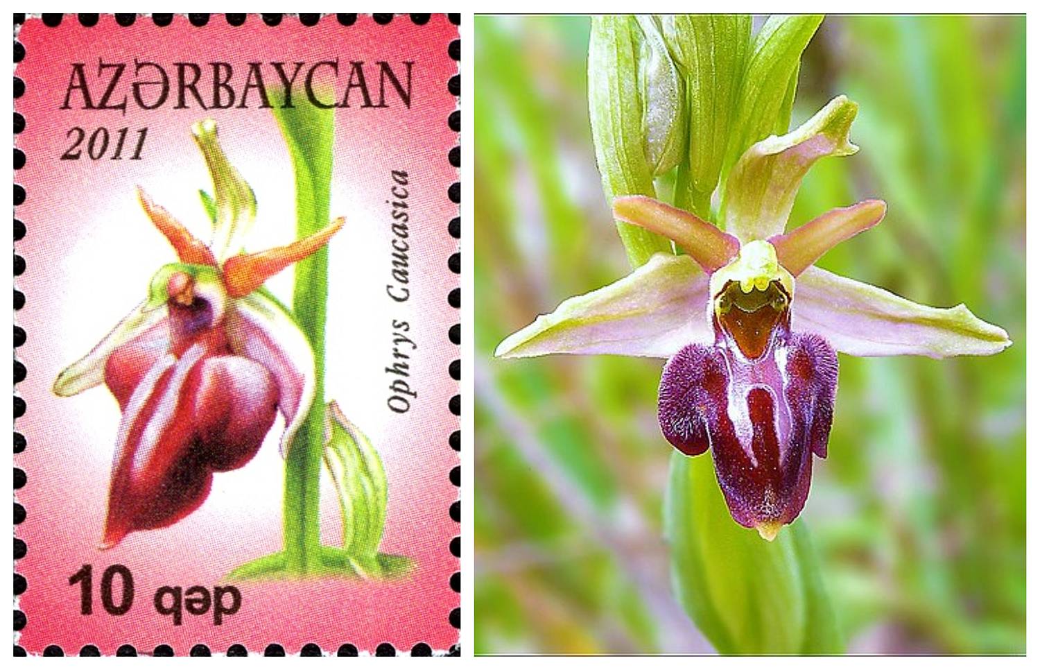 Офрис кавказская, хары бюль бюль
