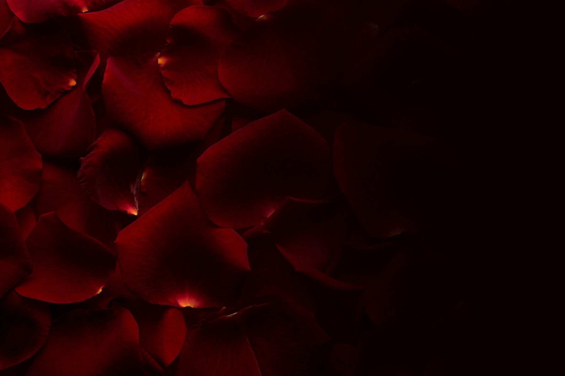 Rose petals in shadow