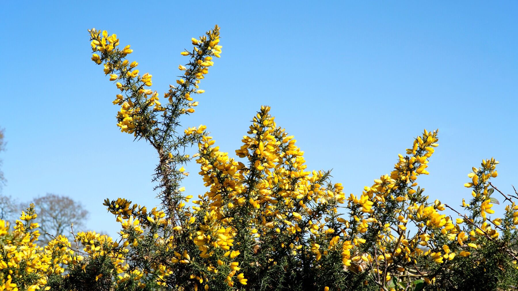 Gorse bushes with bright yellow flowers against a blue sky