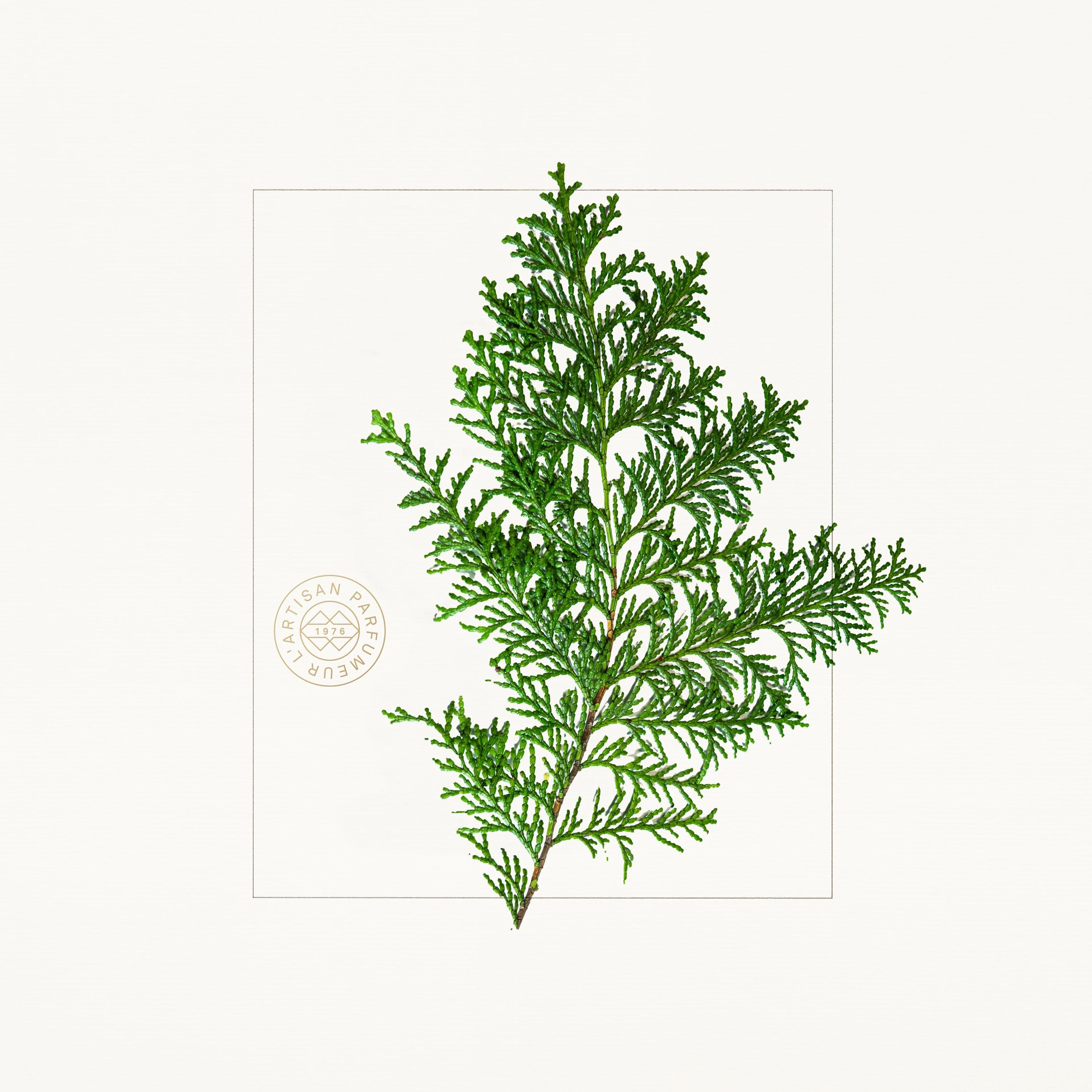 Hinoki illustration