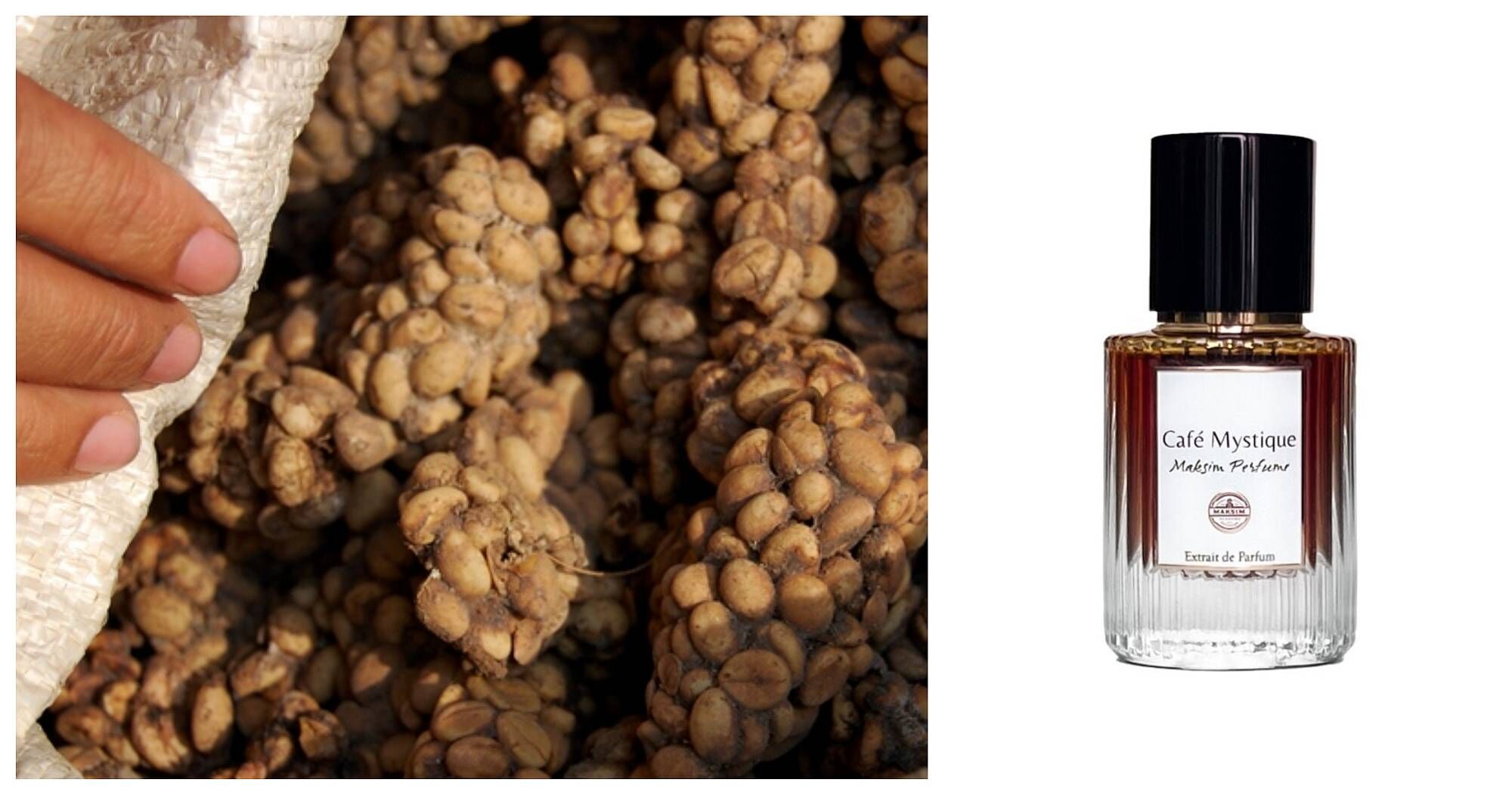 cafe mystique maksim perfumes
