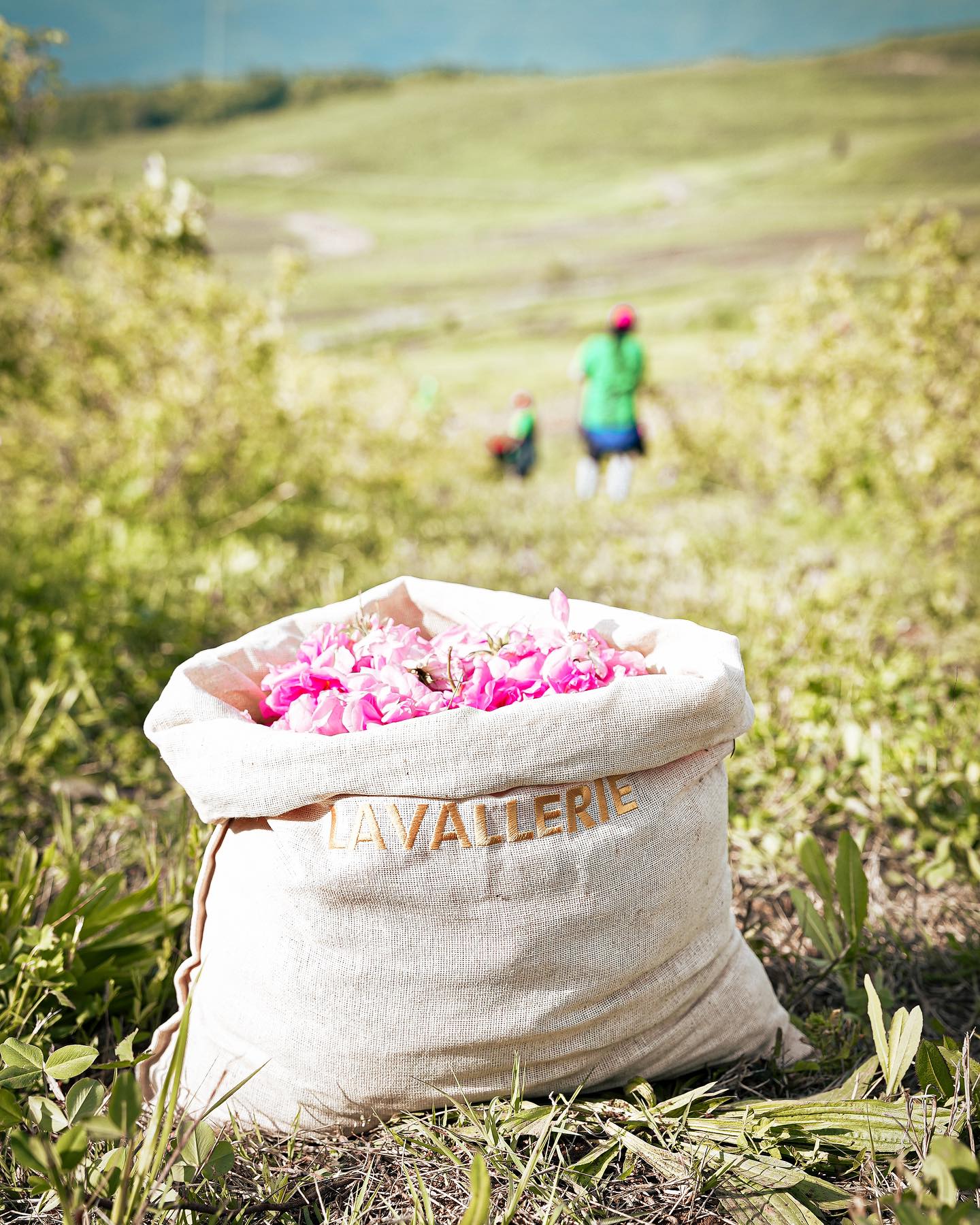 LAVALLERIE HARVEST IN SERBIA, TAMNJANICA