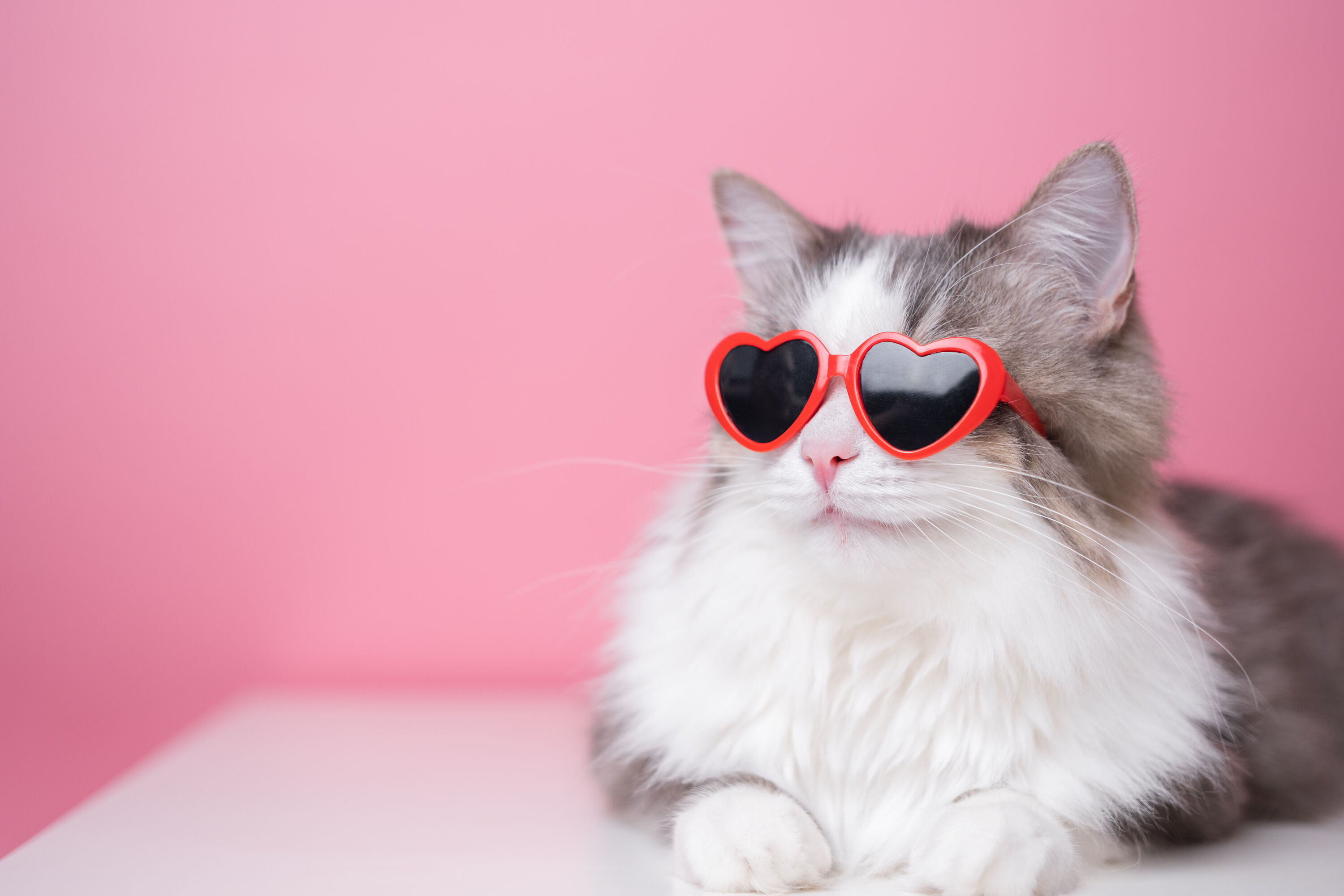 Cat wearing love heart glasses for Pink Shero 粉镜 Boitown 冰希黎 for women