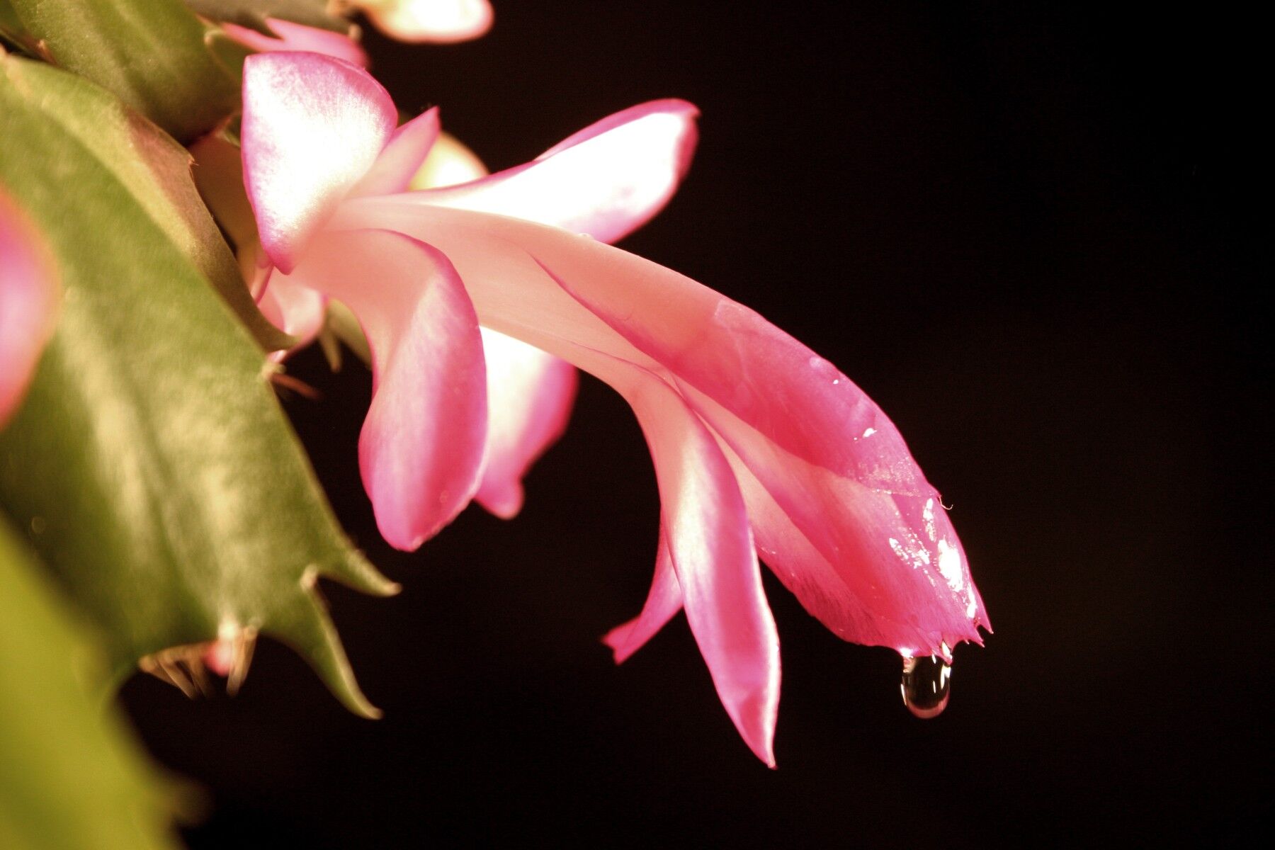 A flower dripping nectar against a black background