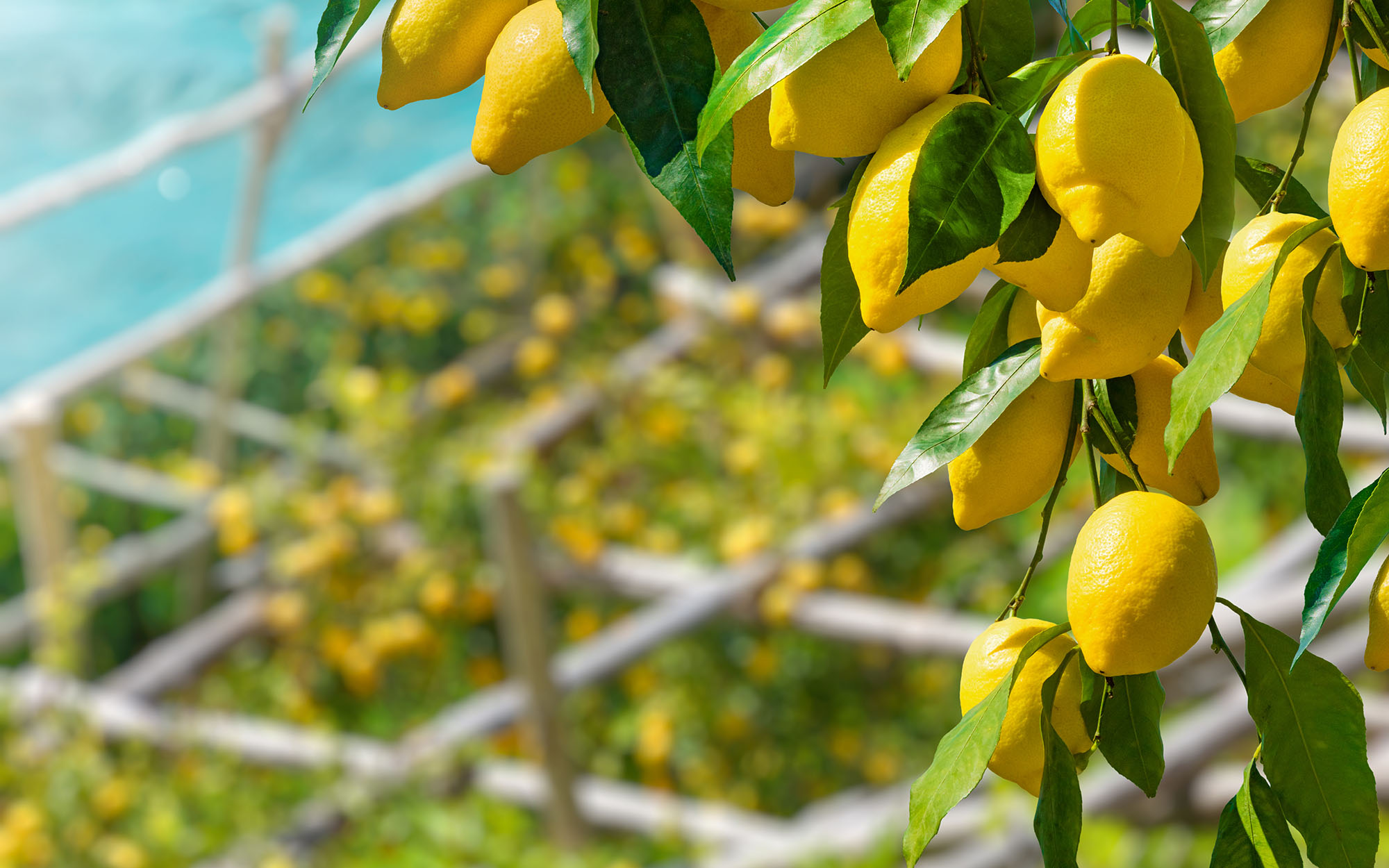 Lemons on trees in summer.