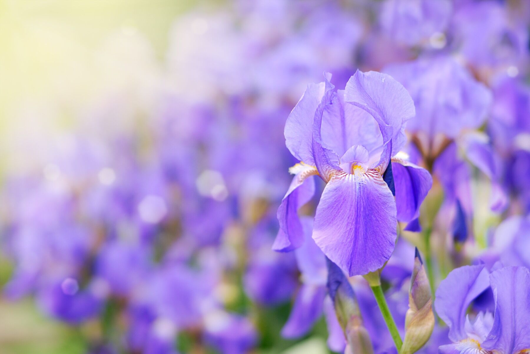An iris flower