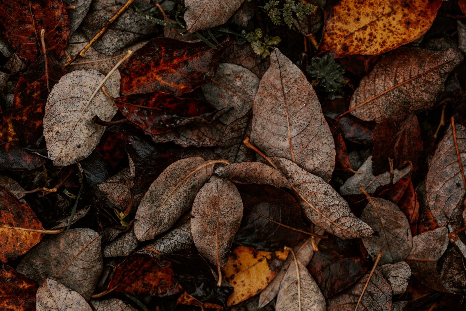 Autumn leaves