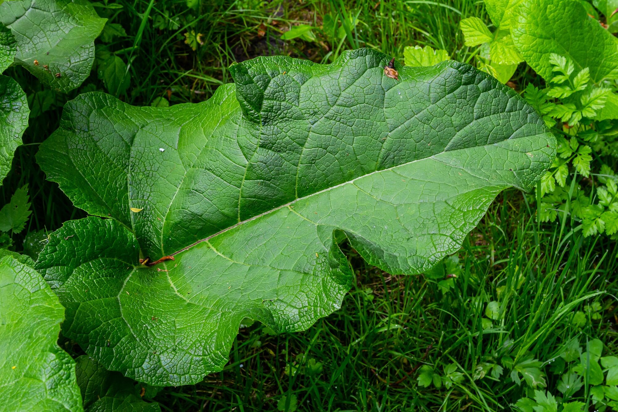 burdock